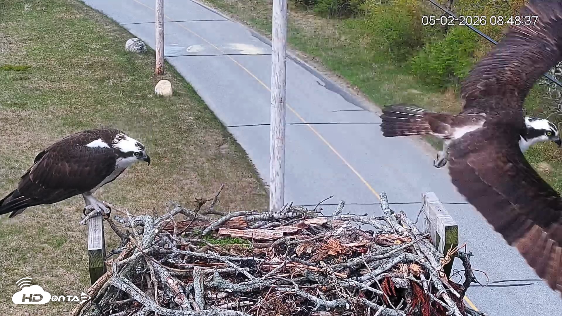 Snapshot of Fishers Island Middle Farms Ospreys Live Webcam taken May 2, 2026, 9:09am EDT