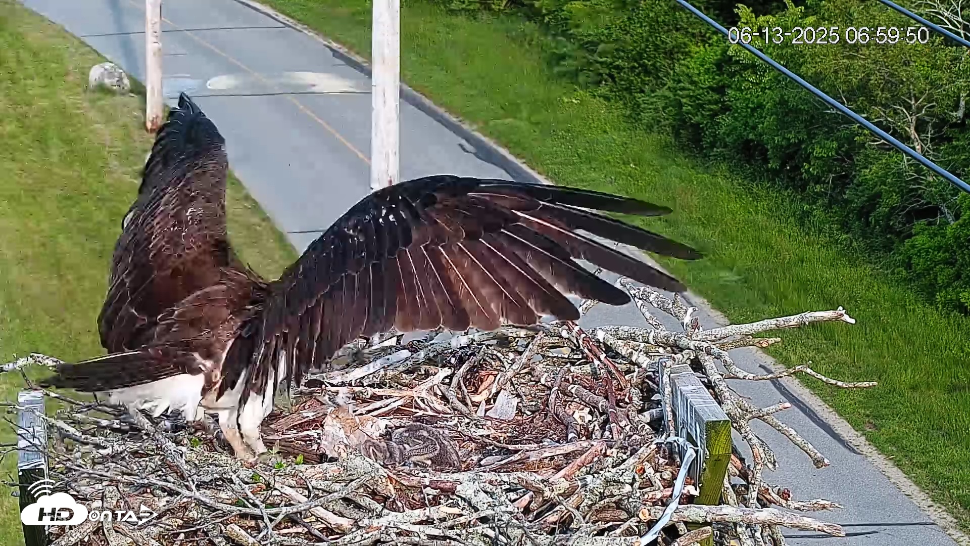 Snapshot of Henry L. Ferguson Museum taken Jun 13, 2025, 7:34am EDT