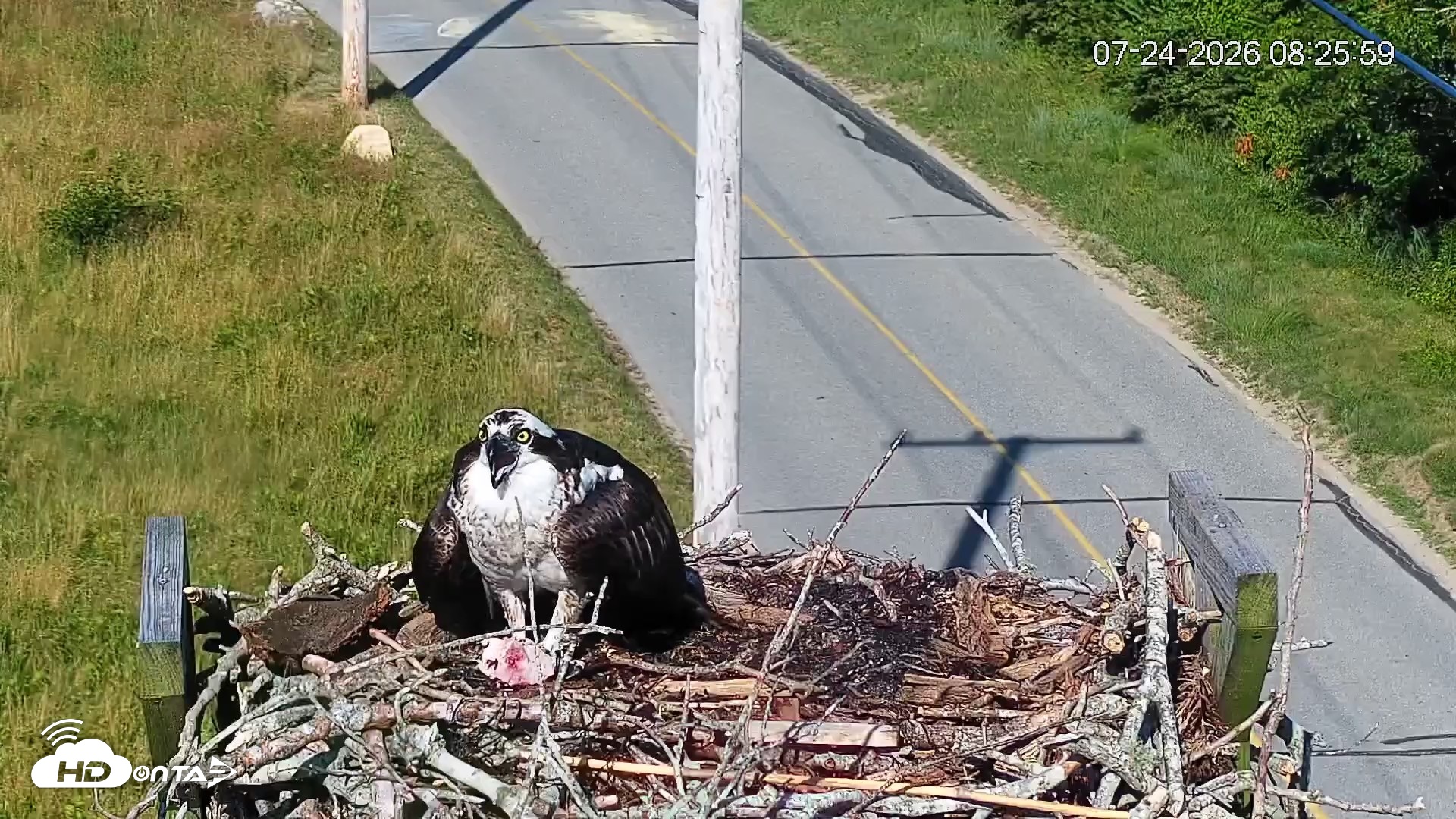 Snapshot of Fishers Island Middle Farms Ospreys Live Webcam taken Jul 24, 2026, 8:27am EDT