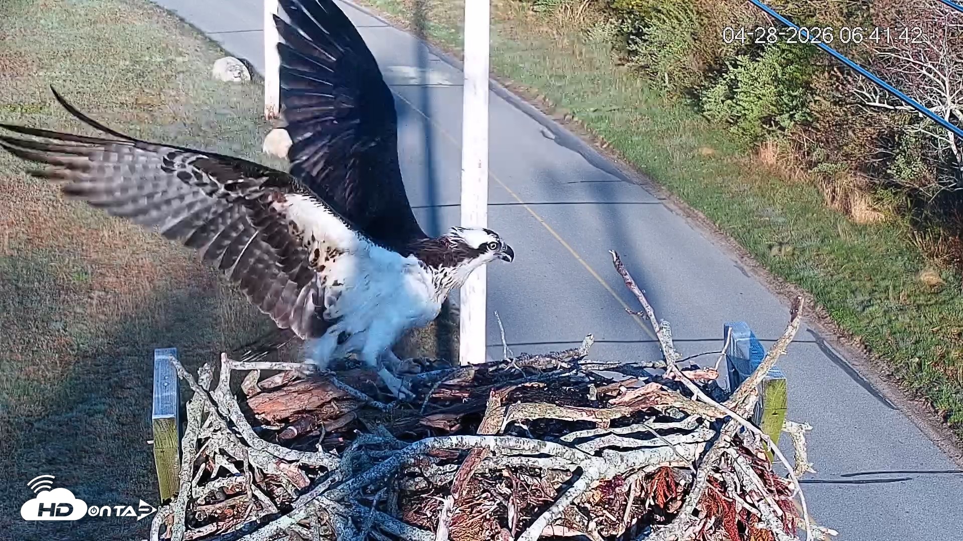 Snapshot of Fishers Island Middle Farms Ospreys Live Webcam taken Apr 28, 2026, 7:50am EDT