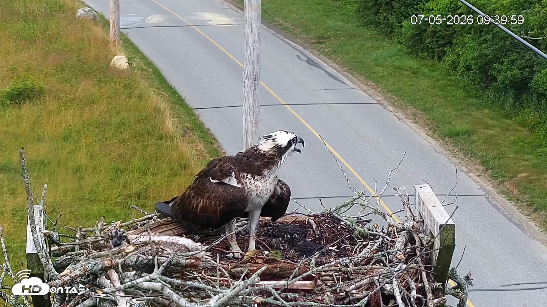 Snapshot of Fishers Island Middle Farms Ospreys Live Webcam taken Jul 5, 2026, 9:41am EDT