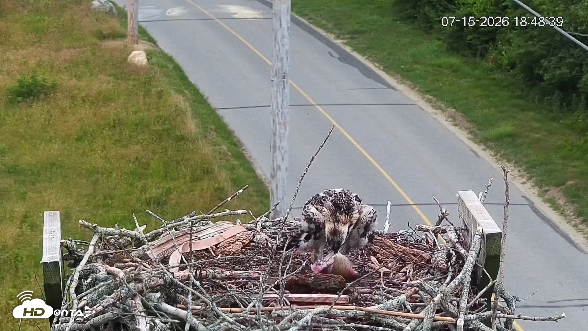 Snapshot of Fishers Island Middle Farms Ospreys Live Webcam taken Jul 15, 2026, 6:50pm EDT