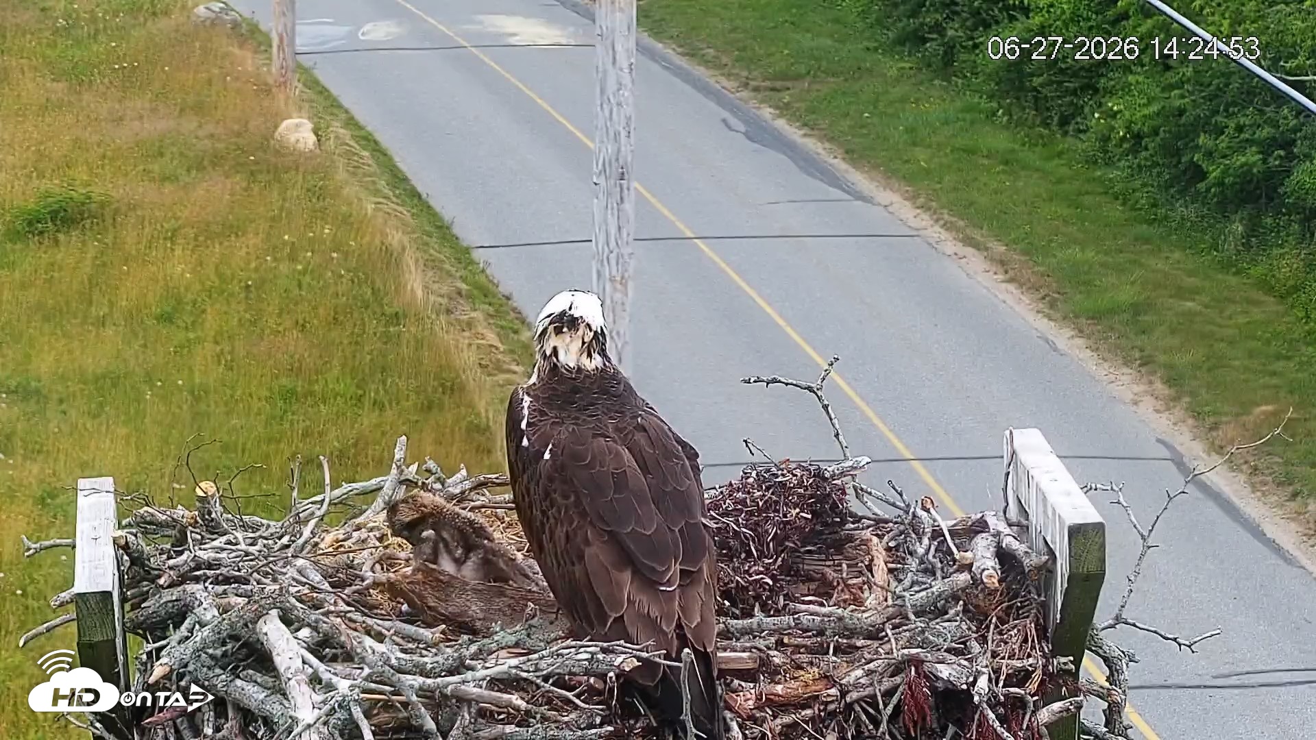 Snapshot of Fishers Island Middle Farms Ospreys Live Webcam taken Jun 27, 2026, 2:25pm EDT