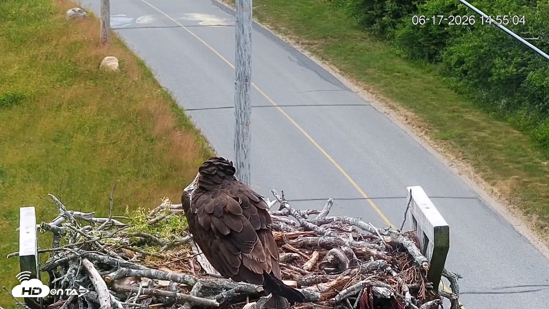 Snapshot of Fishers Island Middle Farms Ospreys Live Webcam taken Jun 17, 2026, 2:55pm EDT