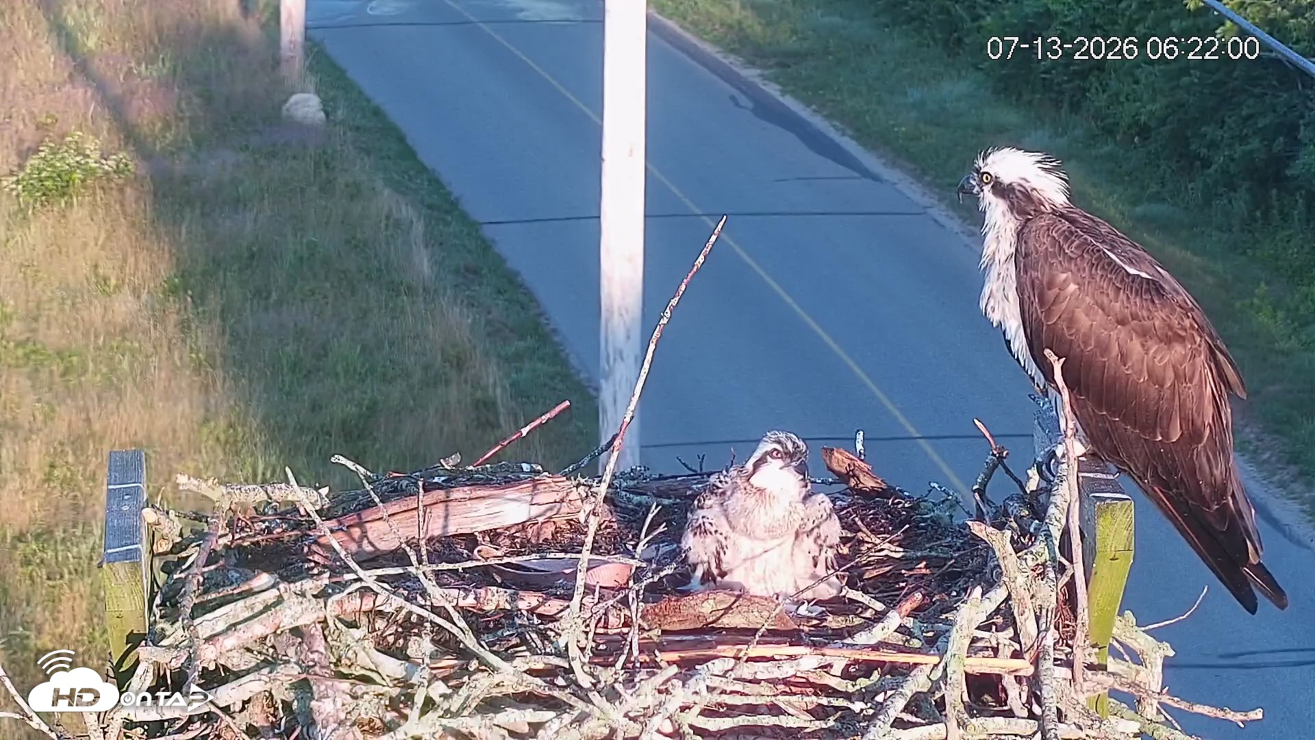 Snapshot of Fishers Island Middle Farms Ospreys Live Webcam taken Jul 13, 2026, 6:22am EDT