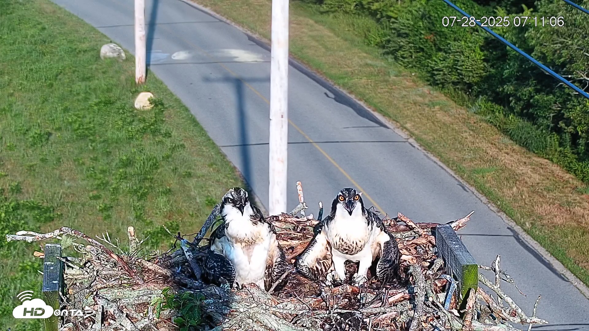 Snapshot of Fishers Island Middle Farms Ospreys Live Webcam taken Jul 28, 2025, 7:11am EDT