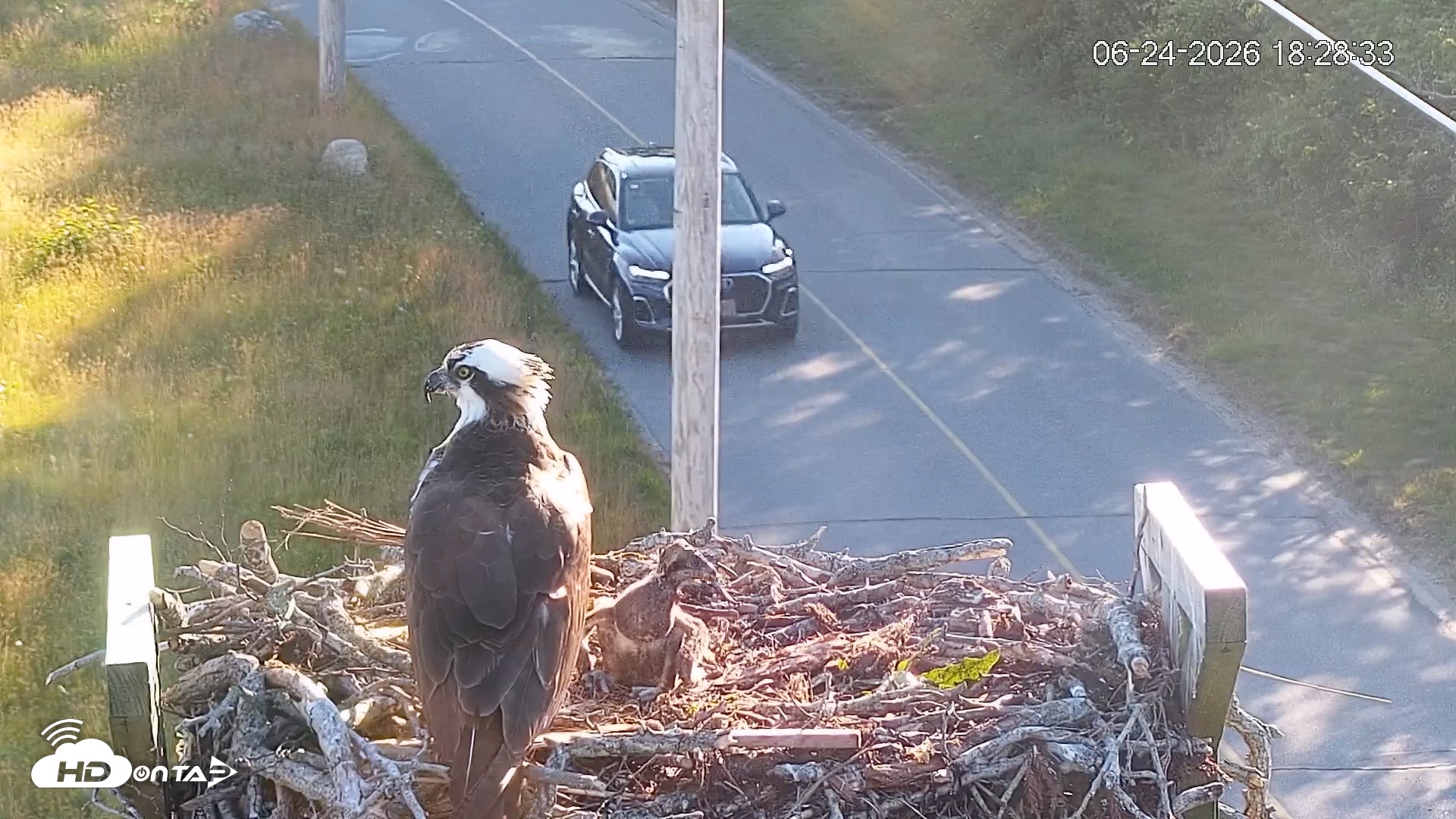 Snapshot of Fishers Island Middle Farms Ospreys Live Webcam taken Jun 24, 2026, 6:29pm EDT