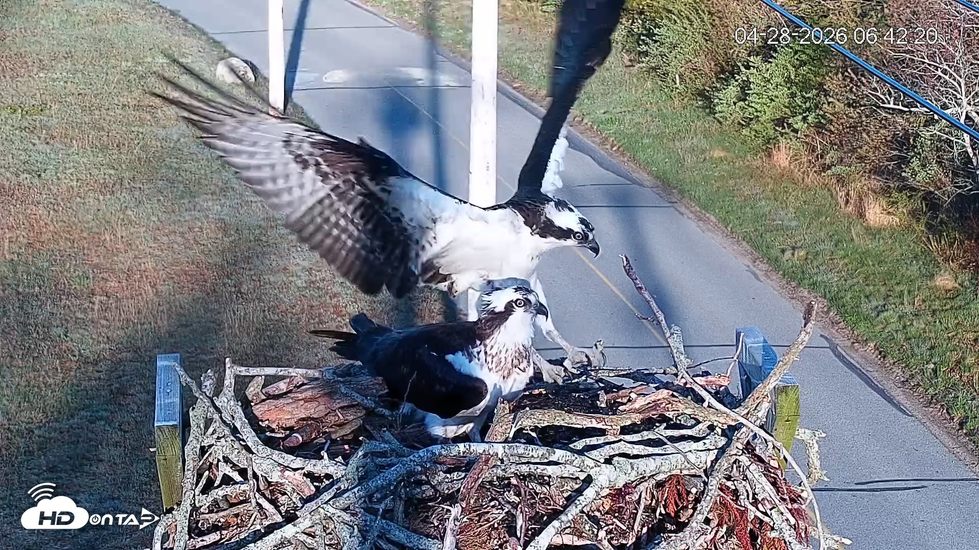 Snapshot of Fishers Island Middle Farms Ospreys Live Webcam taken Apr 28, 2026, 7:52am EDT