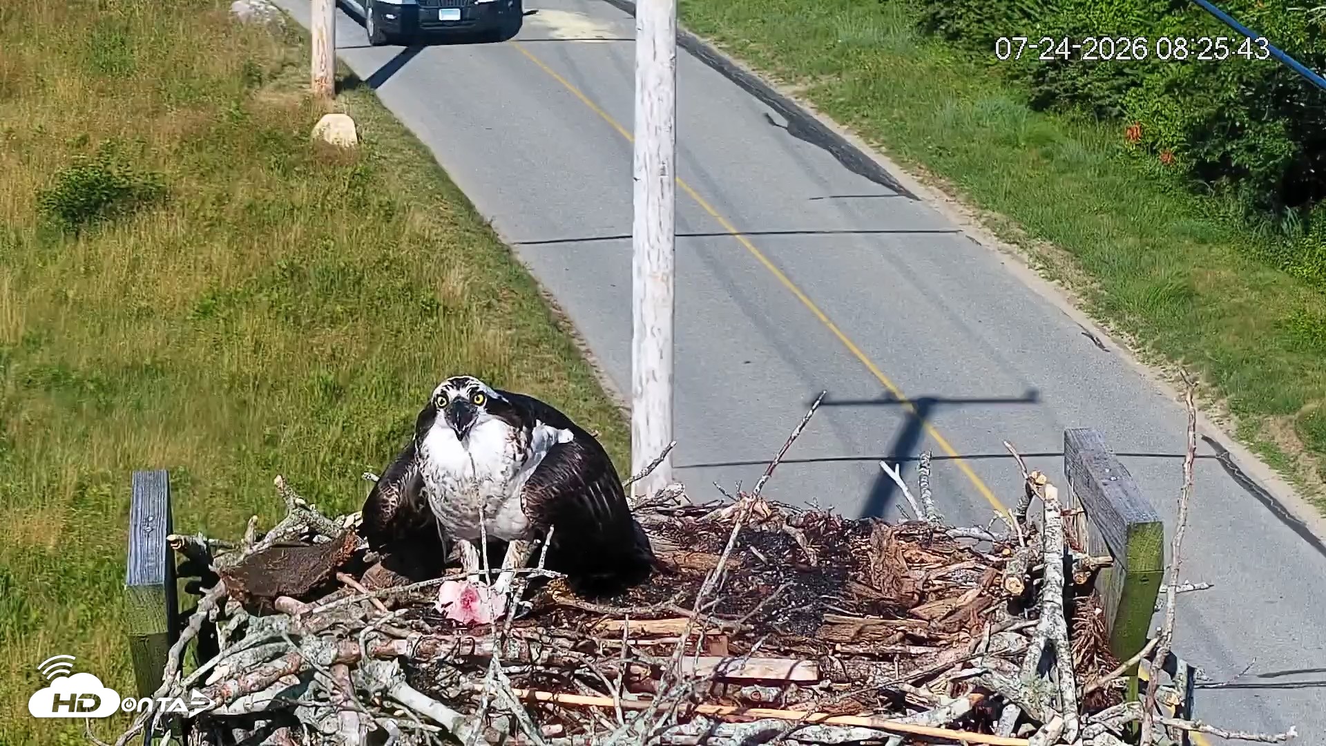 Snapshot of Fishers Island Middle Farms Ospreys Live Webcam taken Jul 24, 2026, 8:26am EDT