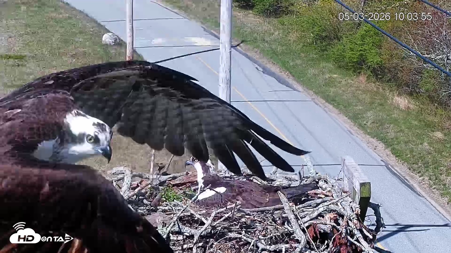 Snapshot of Fishers Island Middle Farms Ospreys Live Webcam taken May 3, 2026, 11:06am EDT