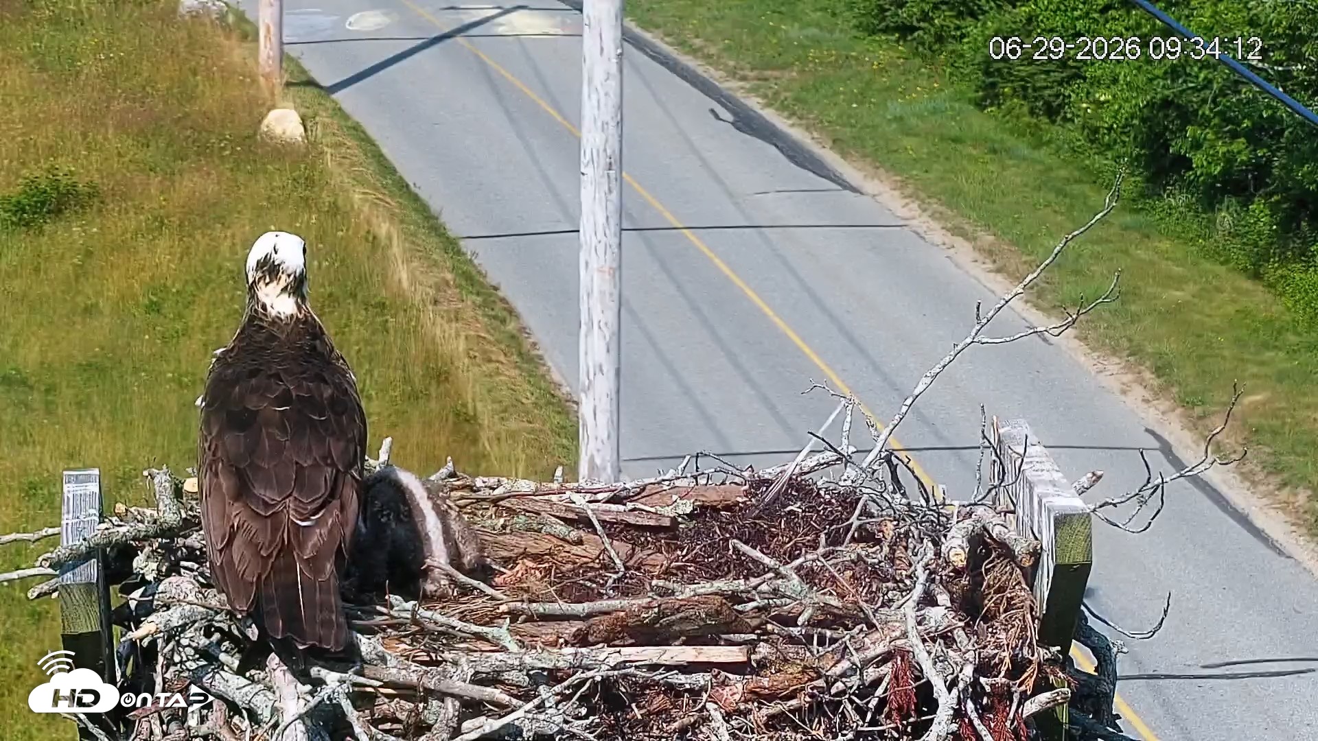 Snapshot of Fishers Island Middle Farms Ospreys Live Webcam taken Jun 29, 2026, 9:34am EDT