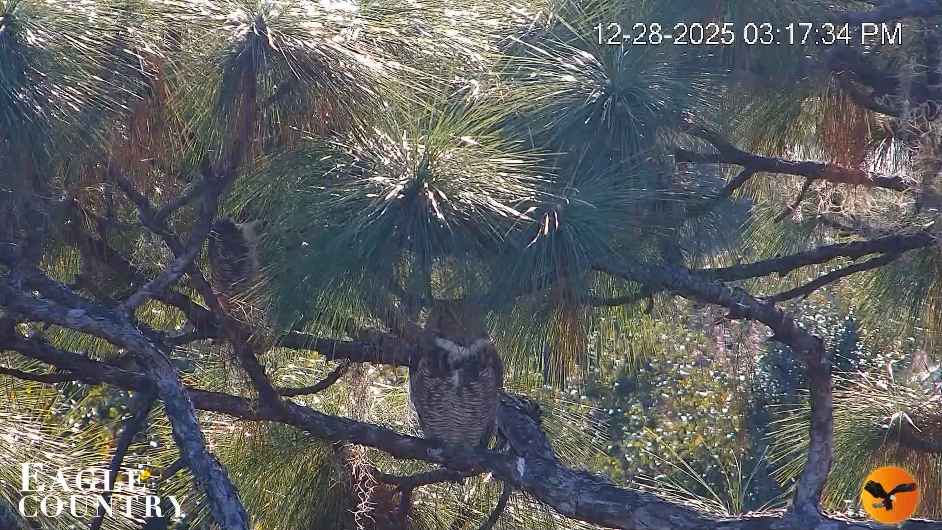 Snapshot of Eagle Country Bald Eagles Nest Live Cam taken Dec 28, 2025, 3:18pm EST