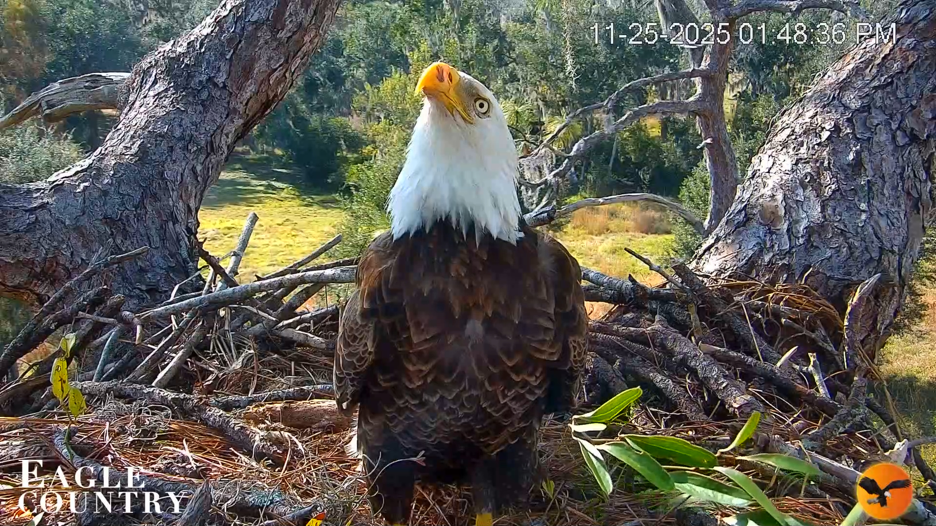 Snapshot of Eagle Country Bald Eagles Nest Live Cam taken Nov 25, 2025, 1:49pm EST