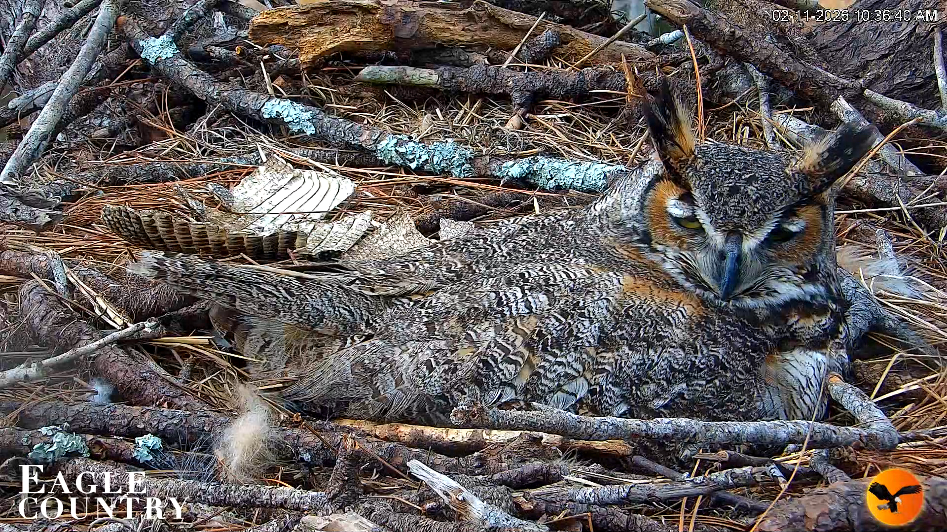 Snapshot of Eagle Country Great Horned Owl Nest Live Cam taken Feb 11, 2026, 11:30am EST