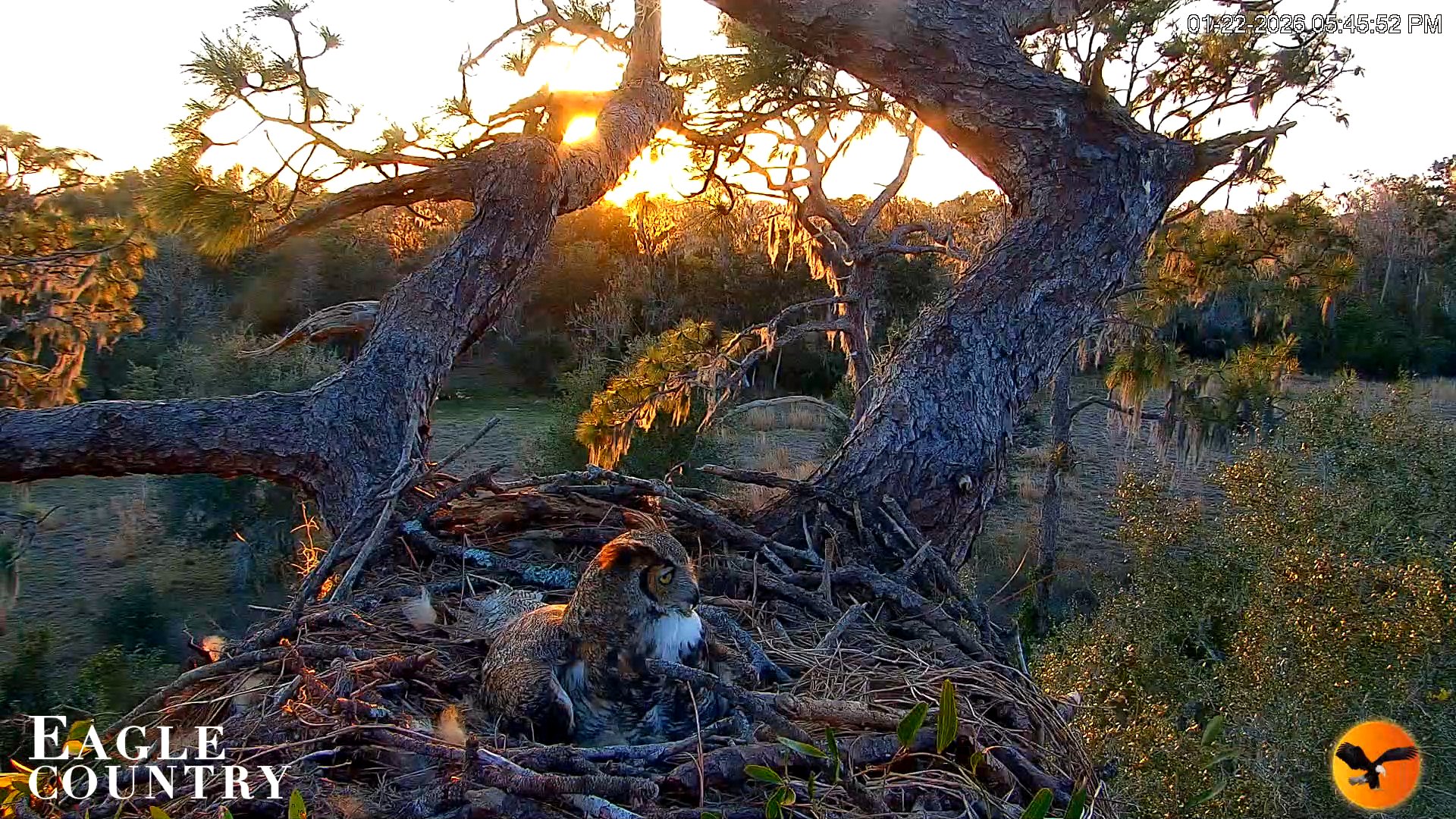 Snapshot of Eagle Country Great Horned Owl Nest Live Cam taken Jan 22, 2026, 5:46pm EST