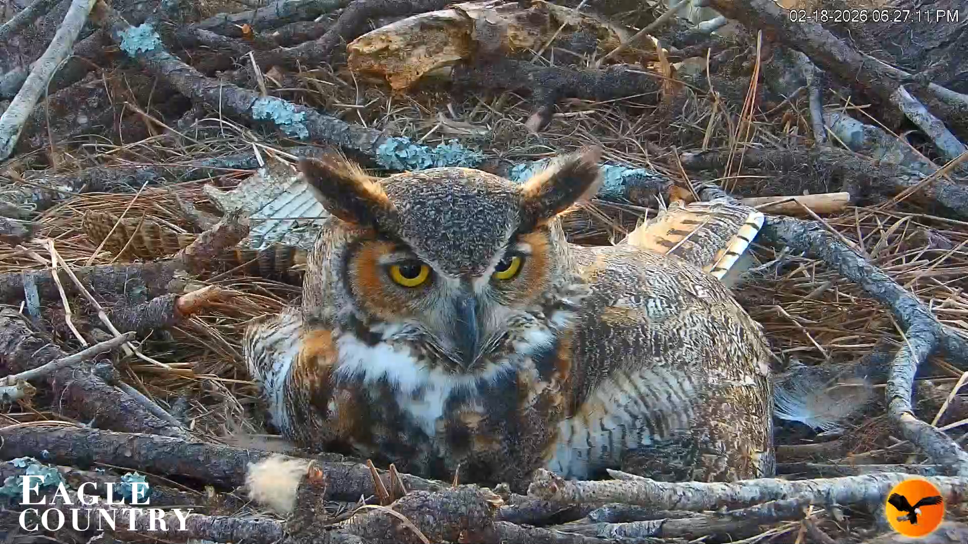 Snapshot of Eagle Country Great Horned Owl Nest Live Cam taken Feb 18, 2026, 6:28pm EST