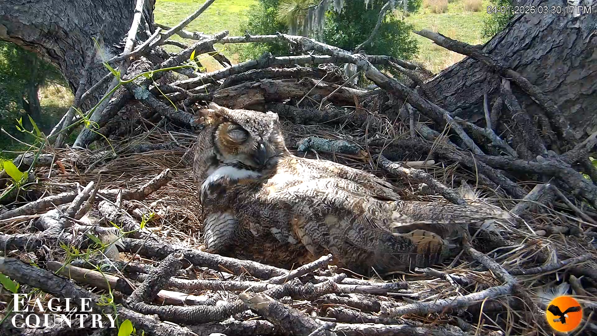 Snapshot of Eagle Country Great Horned Owl Nest Live Cam taken Apr 1, 2026, 3:30pm EDT