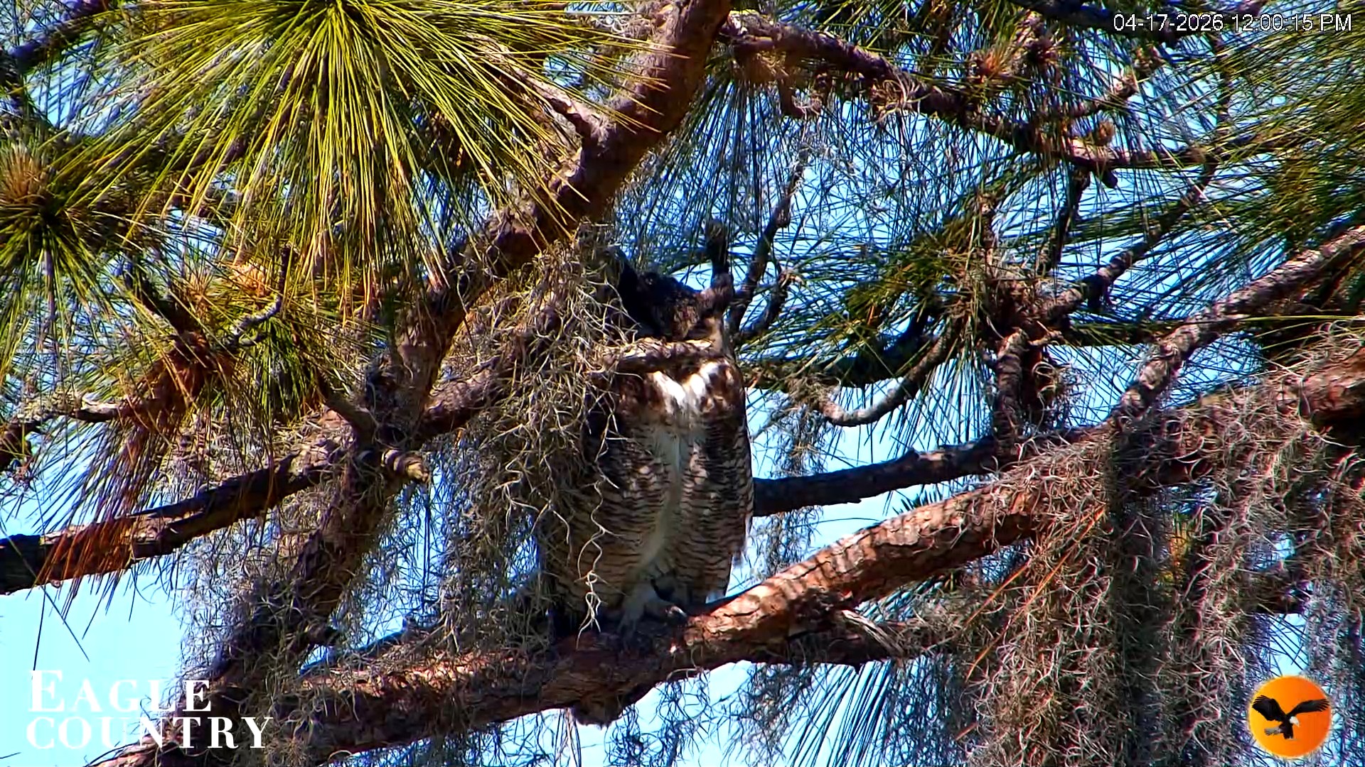 Snapshot of Eagle Country Great Horned Owl Nest Live Cam taken Apr 17, 2026, 2:16pm EDT