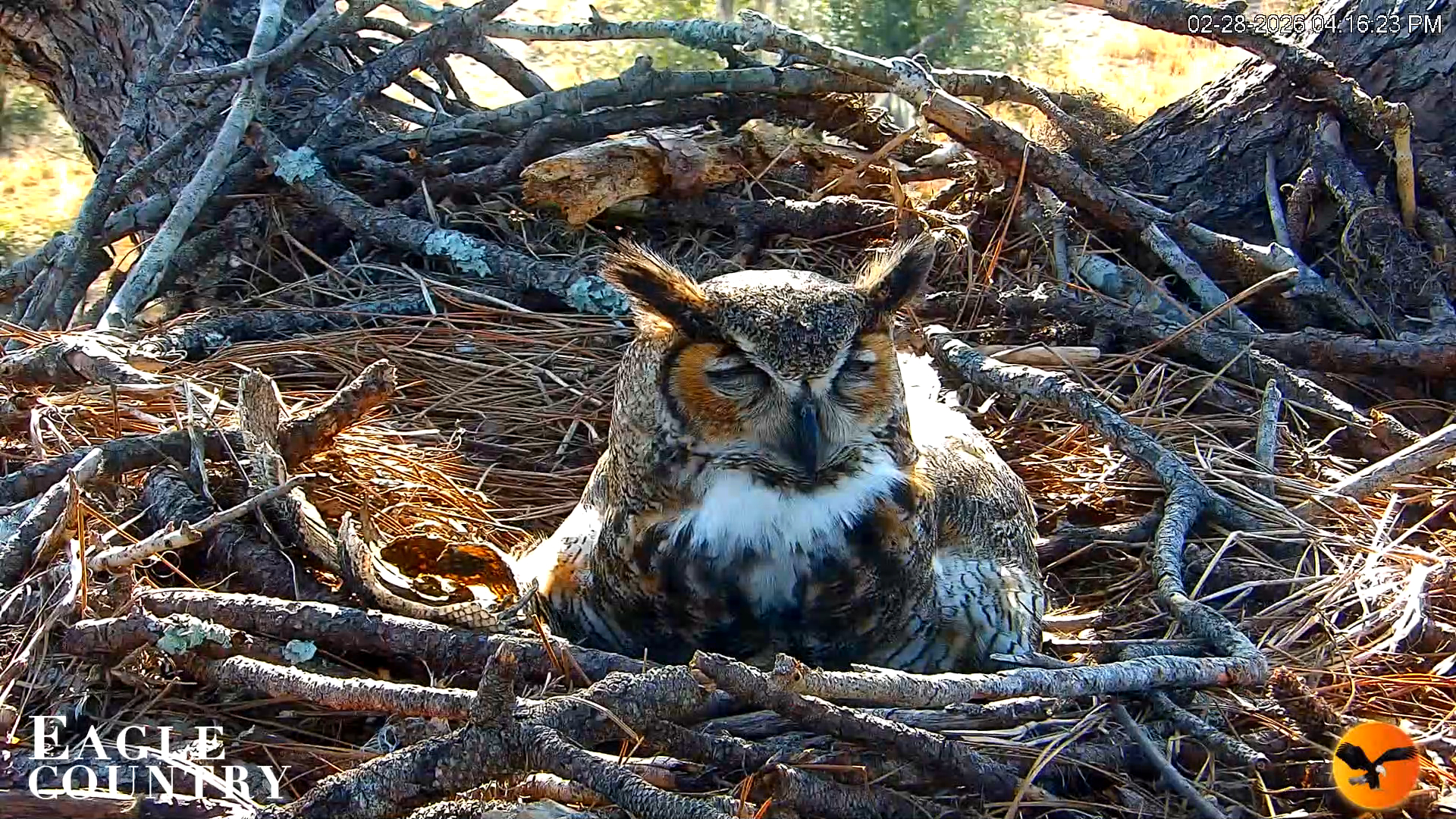 Snapshot of Eagle Country Great Horned Owl Nest Live Cam taken Feb 28, 2026, 4:16pm EST