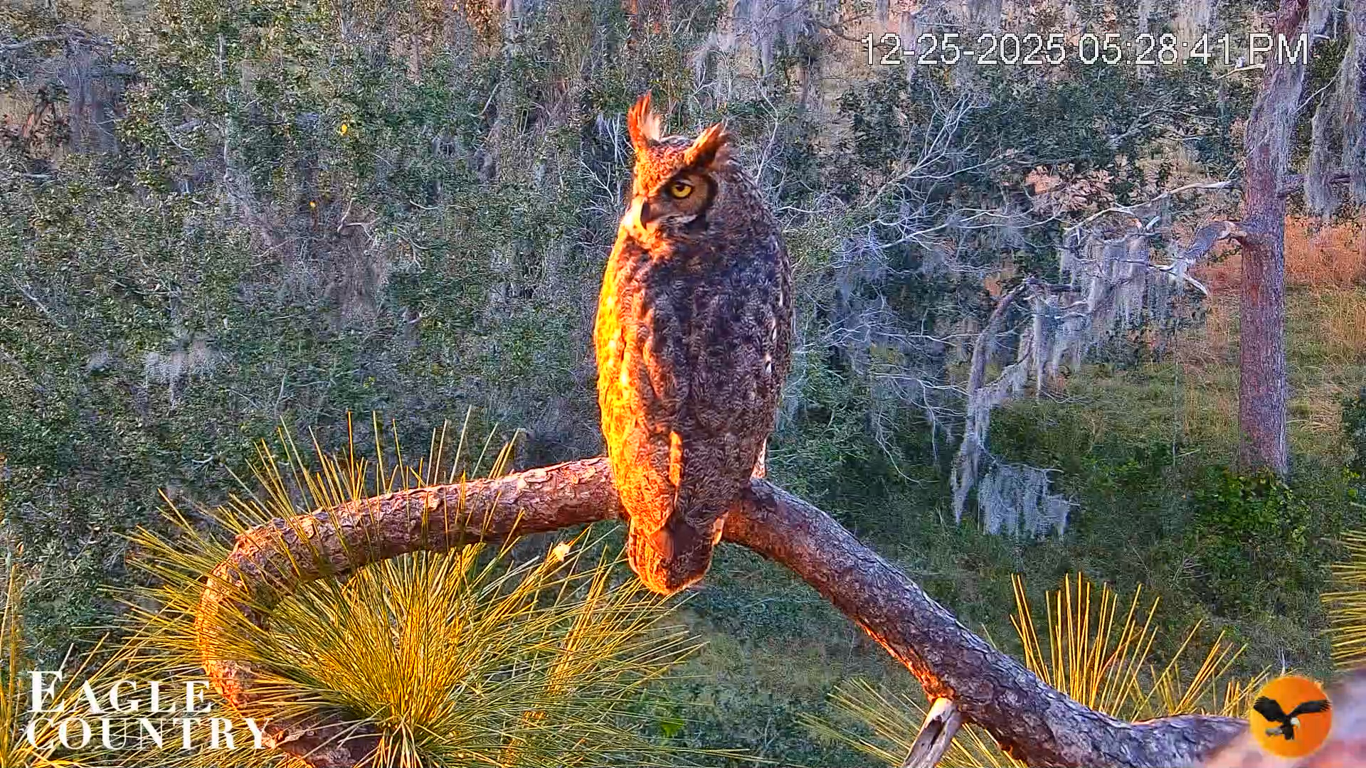 Snapshot of Eagle Country Bald Eagles Nest Live Cam taken Dec 25, 2025, 5:29pm EST