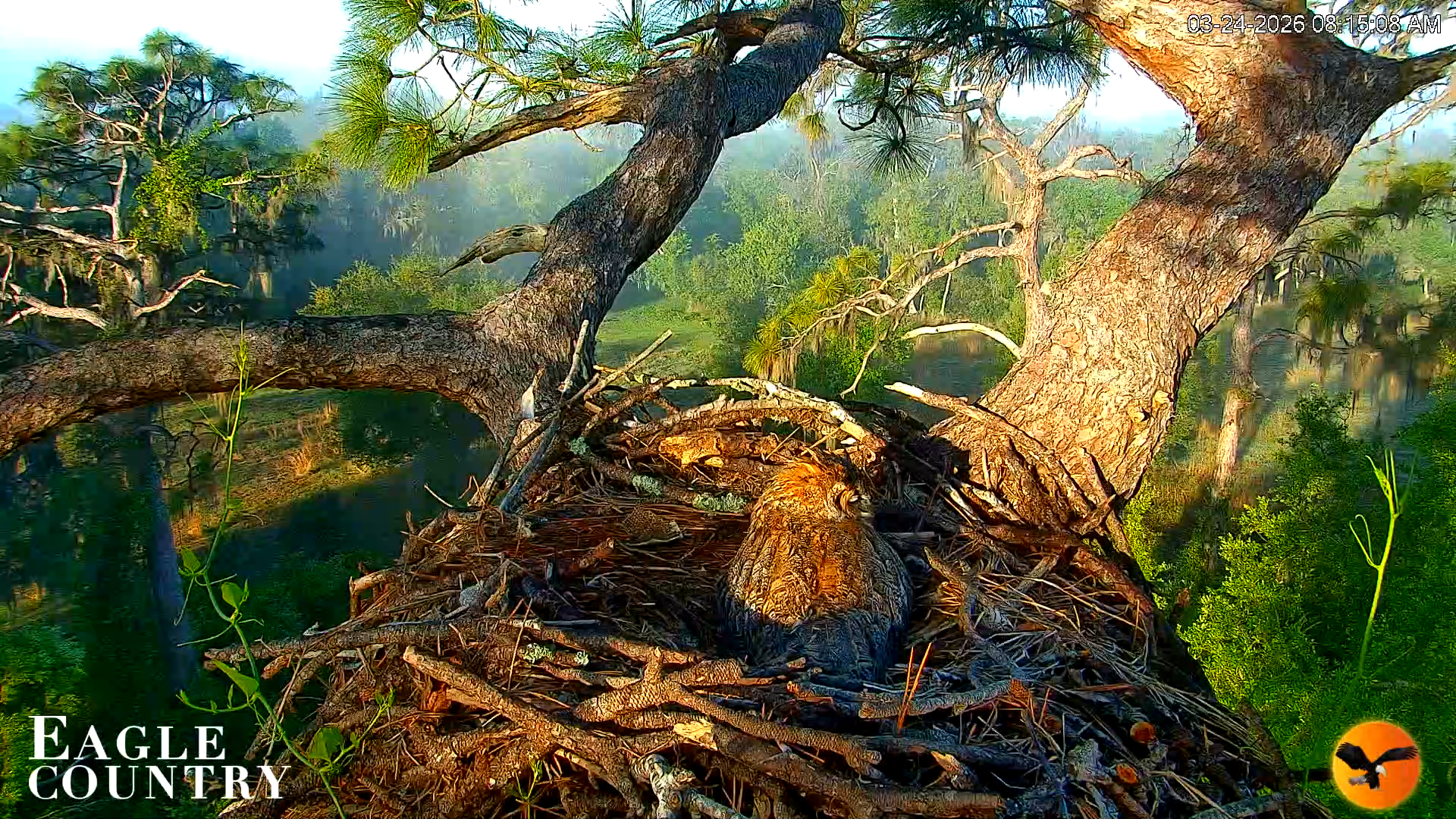 Snapshot of Eagle Country Great Horned Owl Nest Live Cam taken Mar 24, 2026, 8:16am EDT