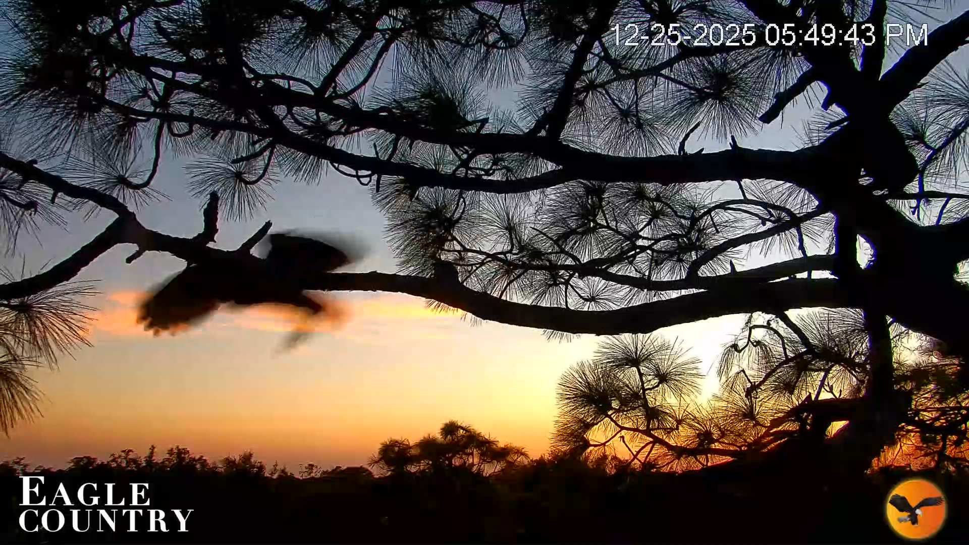 Snapshot of Eagle Country Bald Eagles Nest Live Cam taken Dec 25, 2025, 5:50pm EST