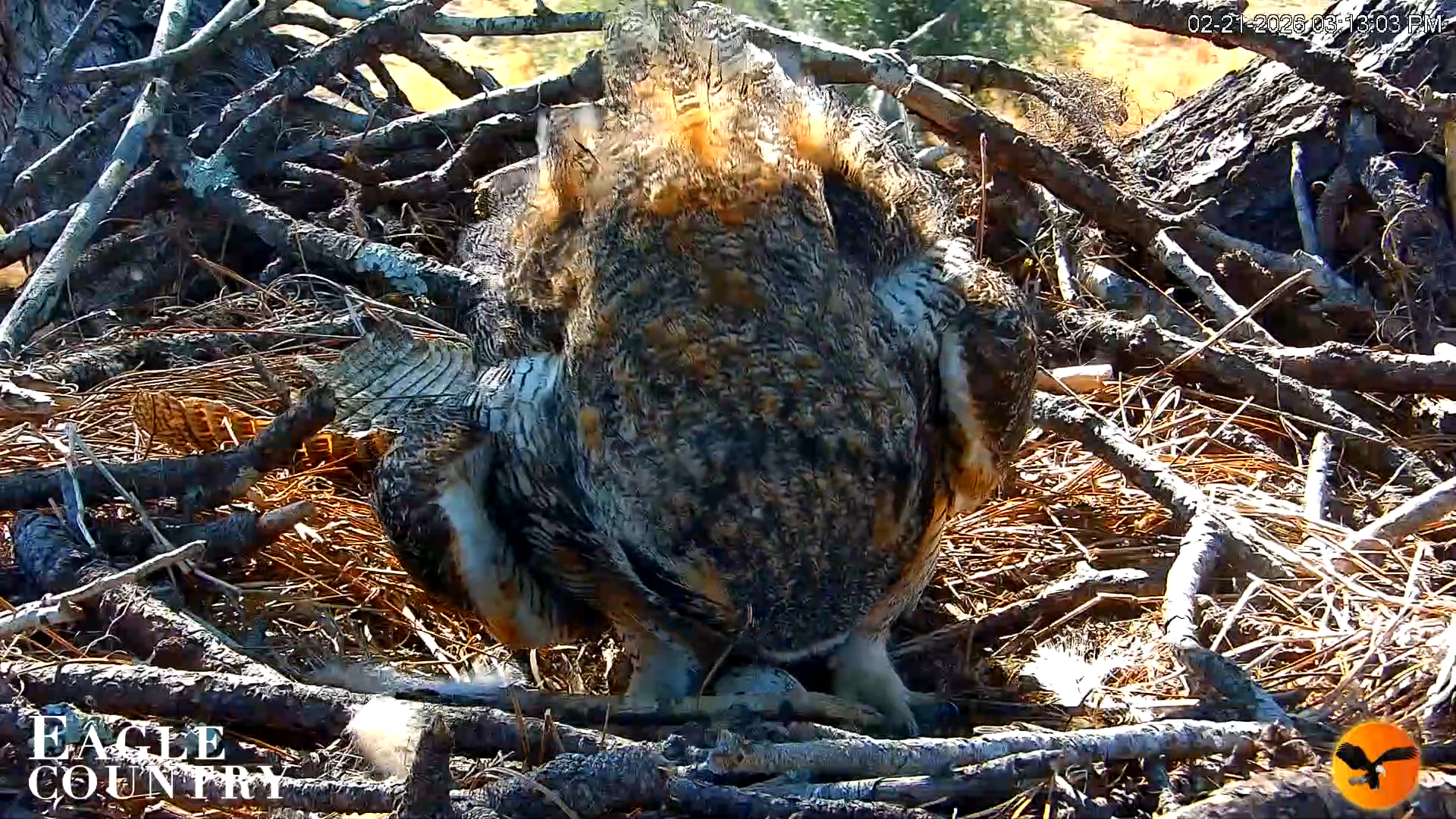 Snapshot of Eagle Country Great Horned Owl Nest Live Cam taken Feb 21, 2026, 6:26pm EST