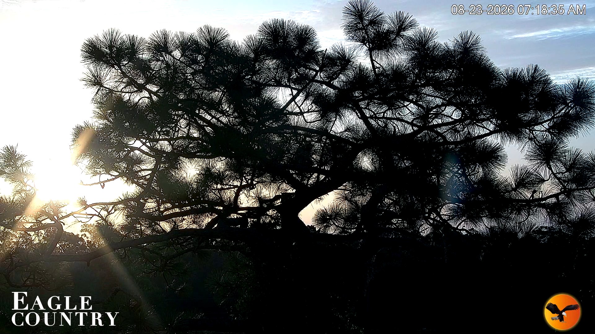 Snapshot of Eagle Country Great Horned Owl Nest Live Cam taken Aug 23, 2026, 7:19am EDT