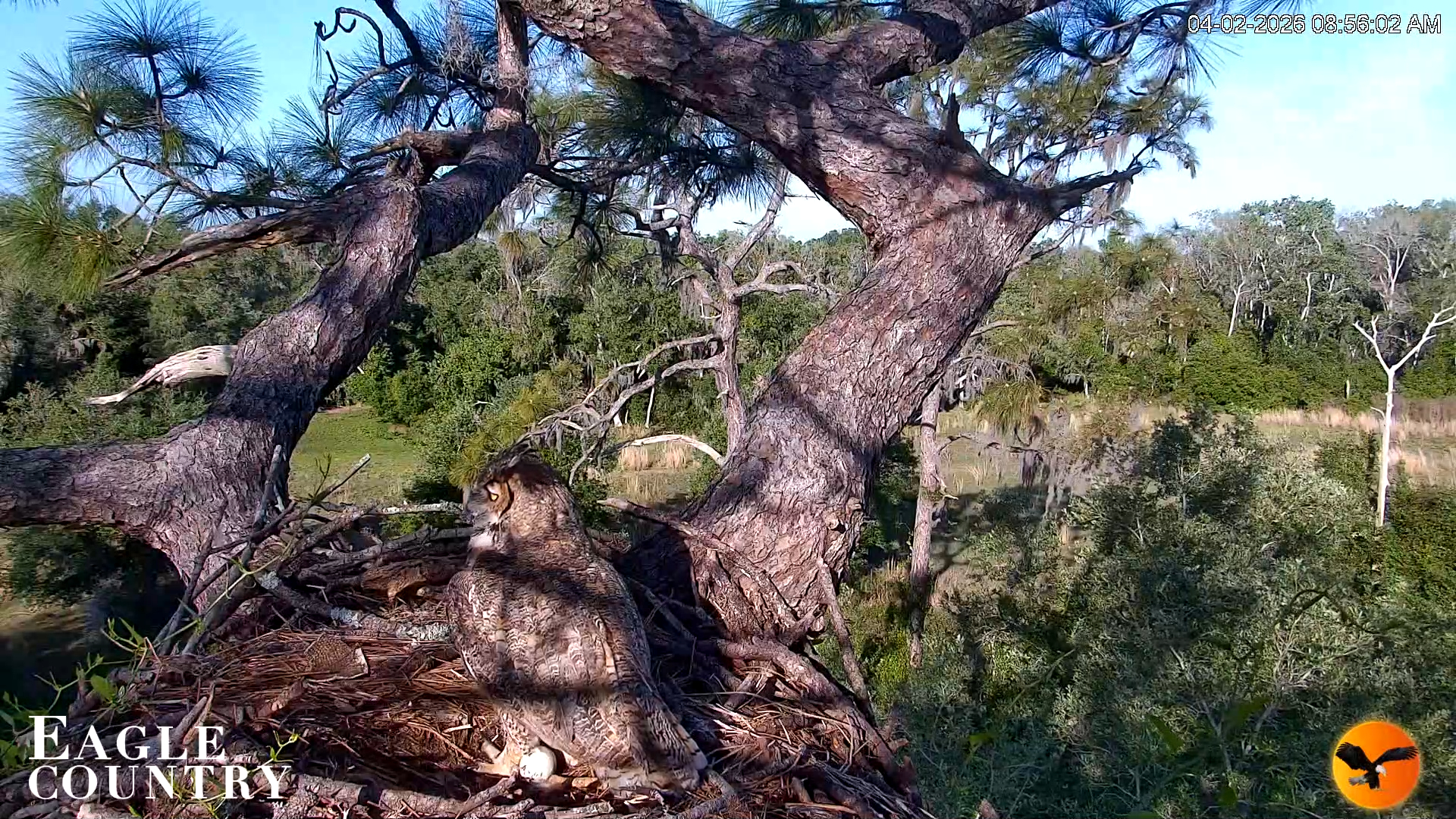 Snapshot of Eagle Country Great Horned Owl Nest Live Cam taken Apr 2, 2026, 8:56am EDT