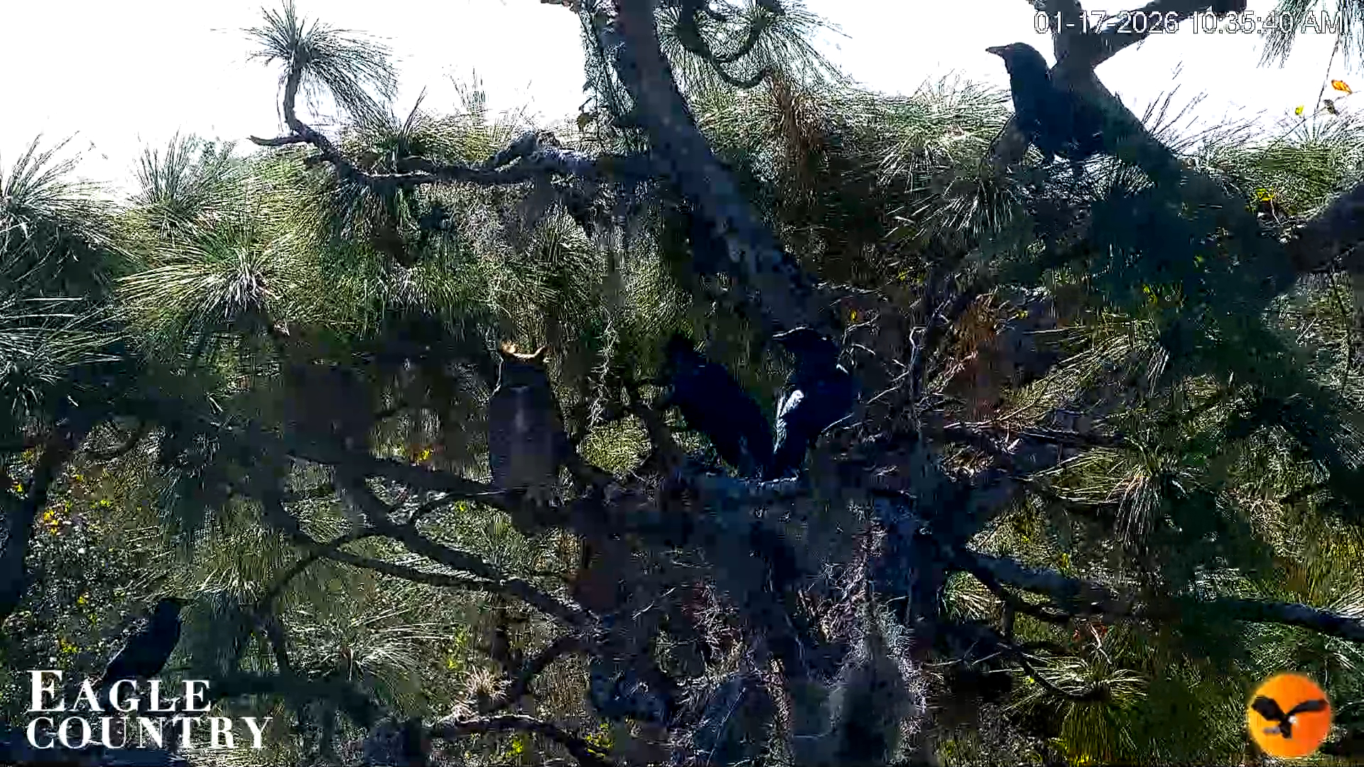 Snapshot of Eagle Country Great Horned Owl Nest Live Cam taken Jan 17, 2026, 10:35am EST