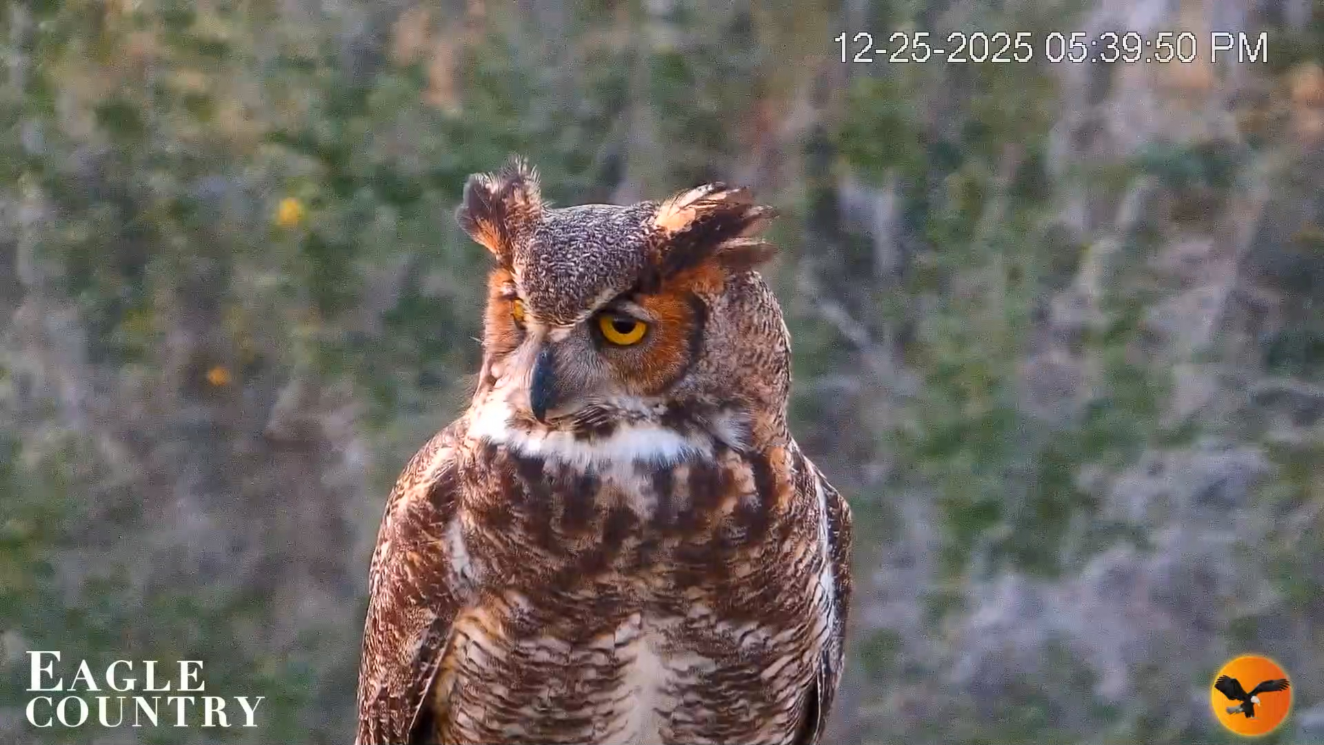 Snapshot of Eagle Country Bald Eagles Nest Live Cam taken Dec 25, 2025, 5:40pm EST
