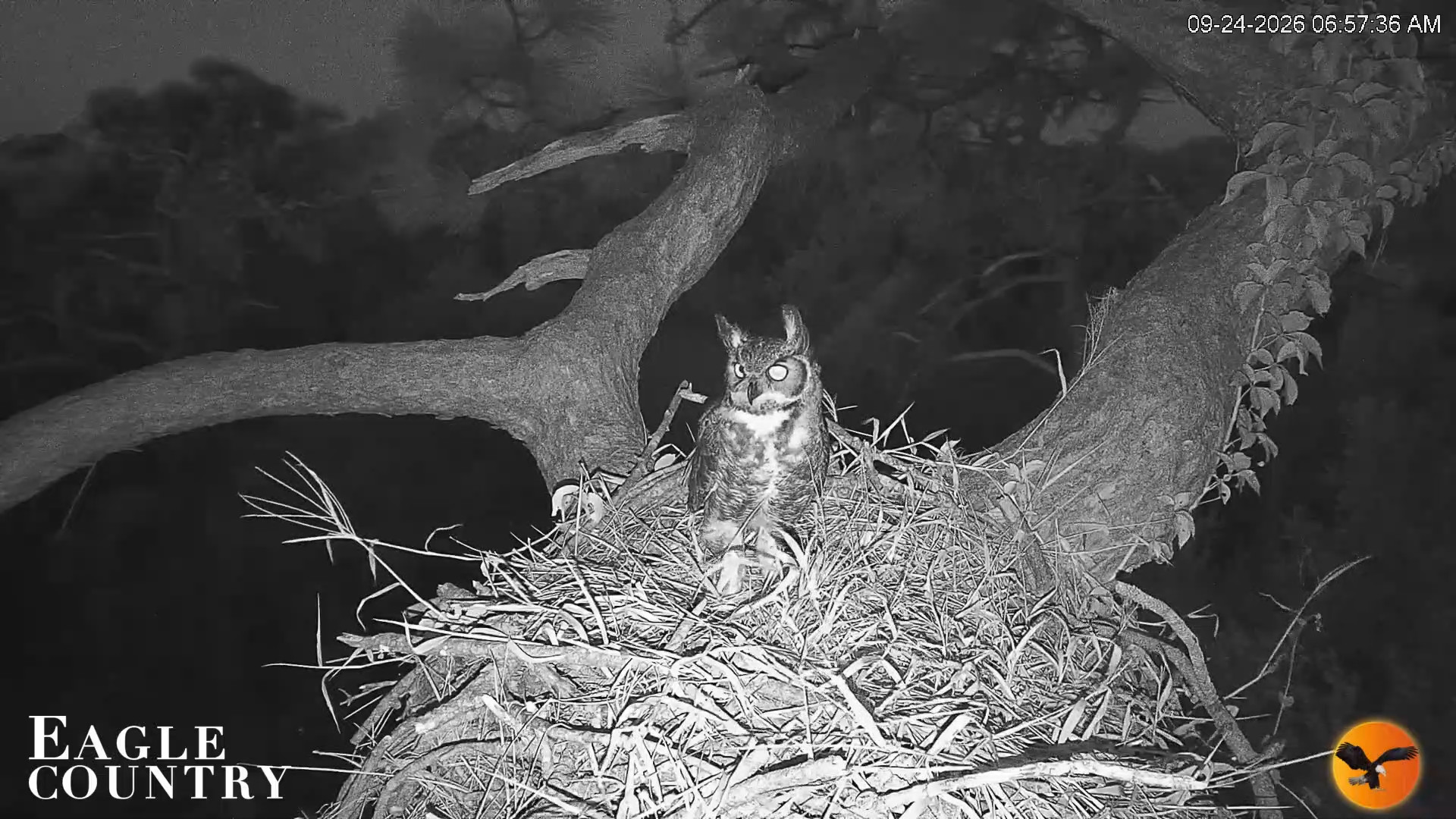 Snapshot of Eagle Country Great Horned Owl Nest Live Cam taken Sep 24, 2026, 6:58am EDT