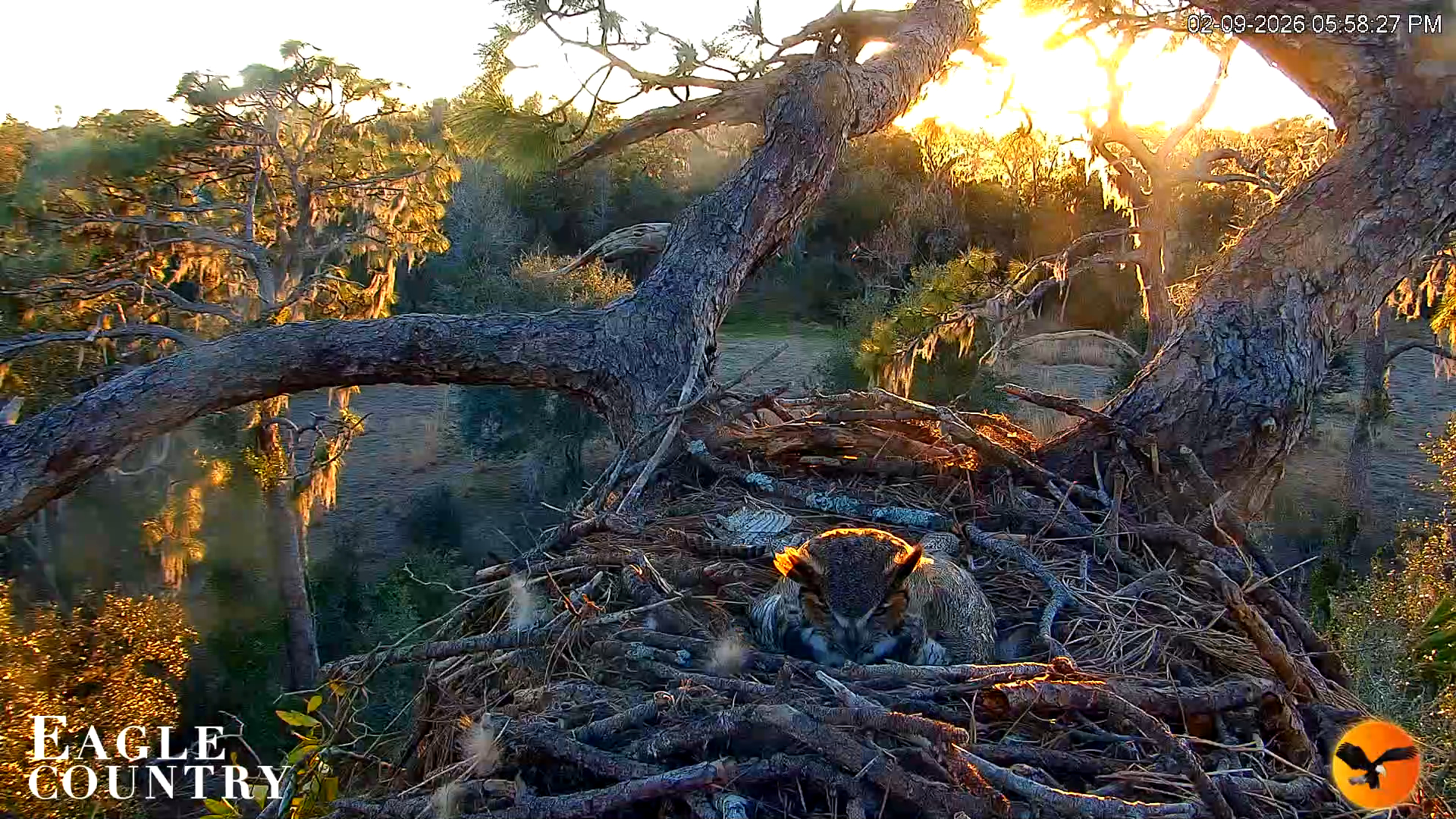Snapshot of Eagle Country Great Horned Owl Nest Live Cam taken Feb 9, 2026, 5:59pm EST