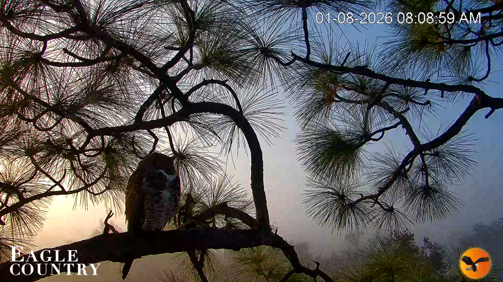 Snapshot of Eagle Country Great Horned Owl Nest Live Cam taken Jan 8, 2026, 8:09am EST