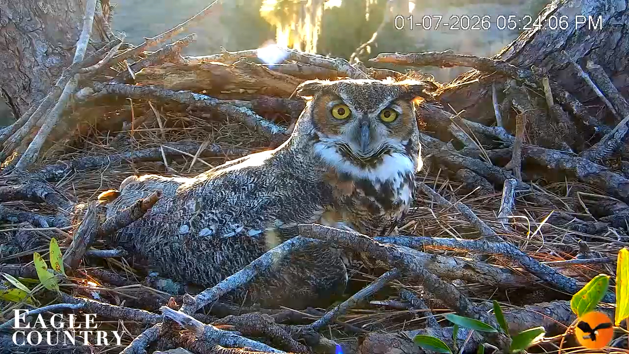 Snapshot of Eagle Country Great Horned Owl Nest Live Cam taken Jan 7, 2026, 5:24pm EST