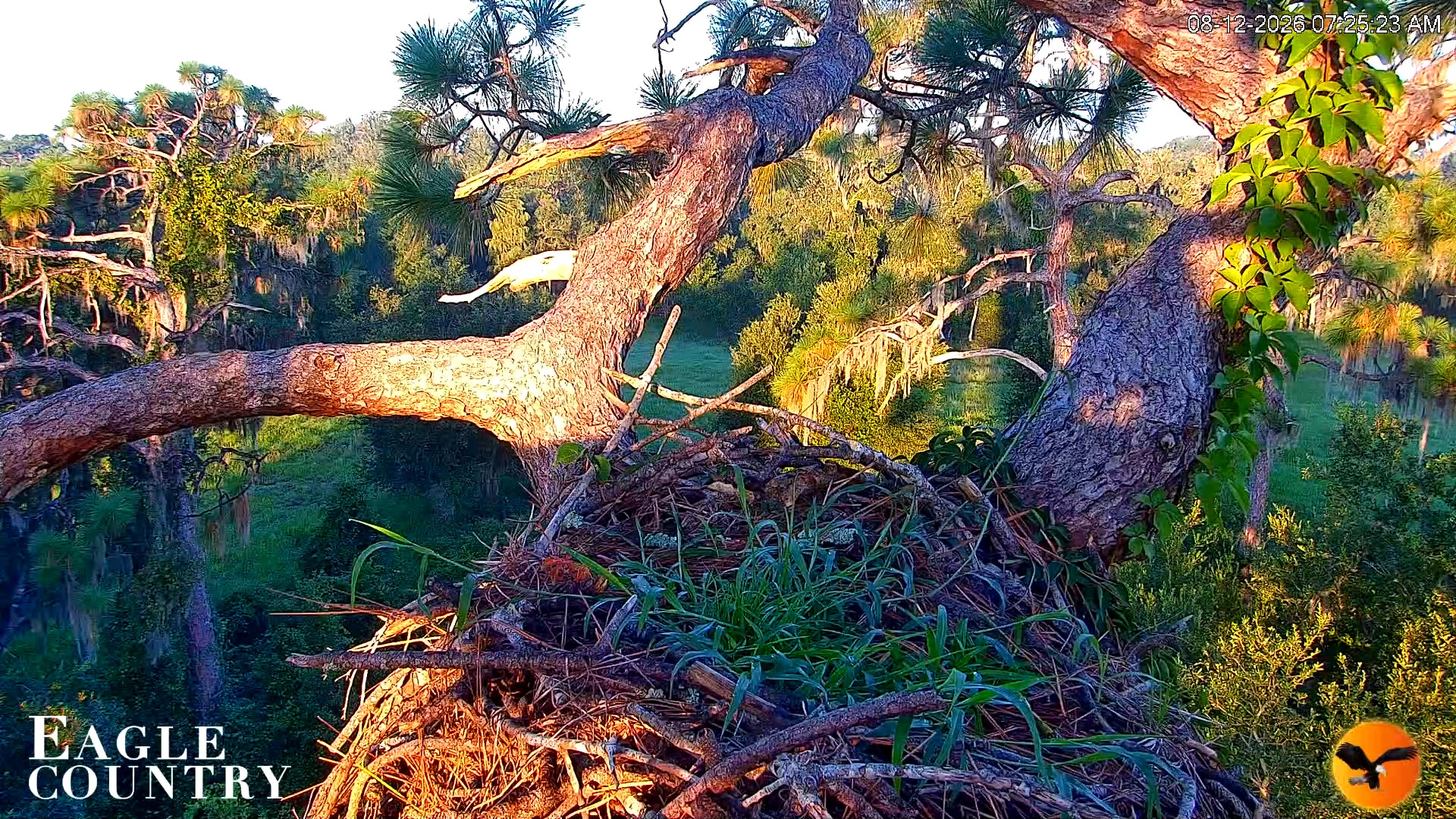 Snapshot of Eagle Country Great Horned Owl Nest Live Cam taken Aug 12, 2026, 7:26am EDT