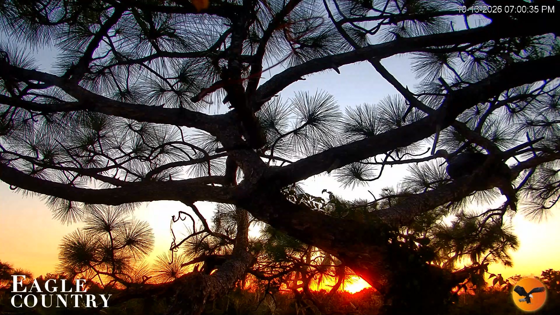 Snapshot of Eagle Country Great Horned Owl Nest Live Cam taken Oct 13, 2026, 7:01pm EDT