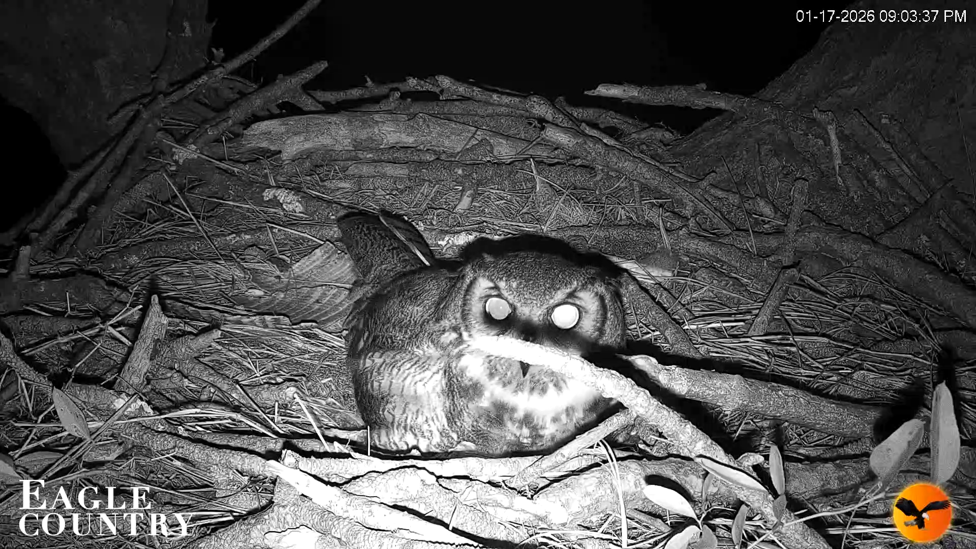 Snapshot of Eagle Country Great Horned Owl Nest Live Cam taken Jan 17, 2026, 10:17pm EST