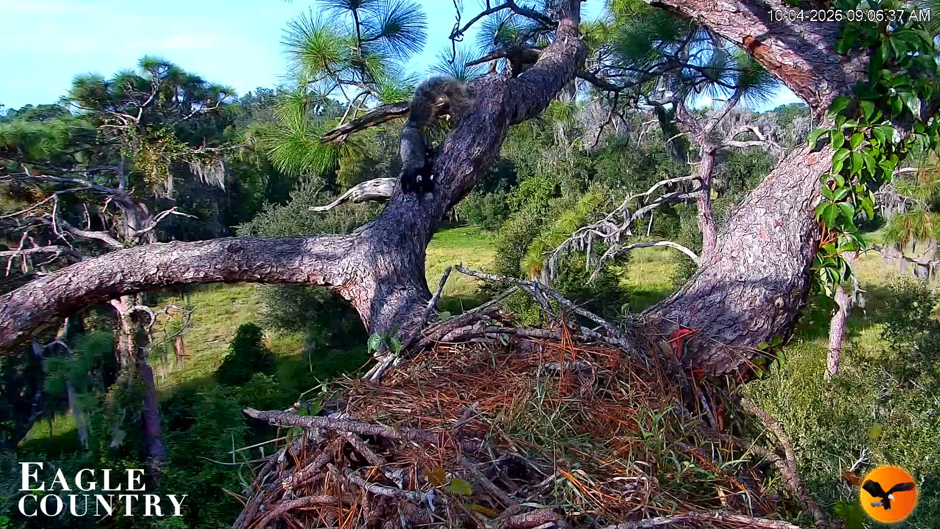 Snapshot of Eagle Country Great Horned Owl Nest Live Cam taken Oct 4, 2026, 9:07am EDT