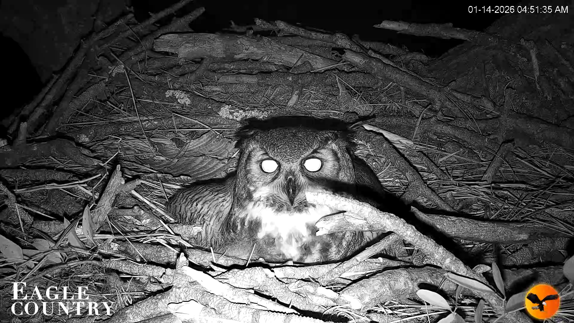 Snapshot of Eagle Country Great Horned Owl Nest Live Cam taken Jan 14, 2026, 4:52am EST