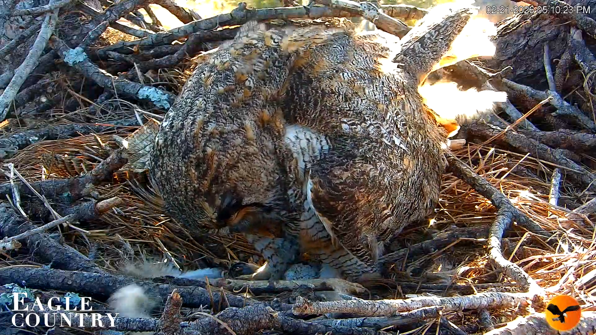 Snapshot of Eagle Country Great Horned Owl Nest Live Cam taken Feb 21, 2026, 6:05pm EST