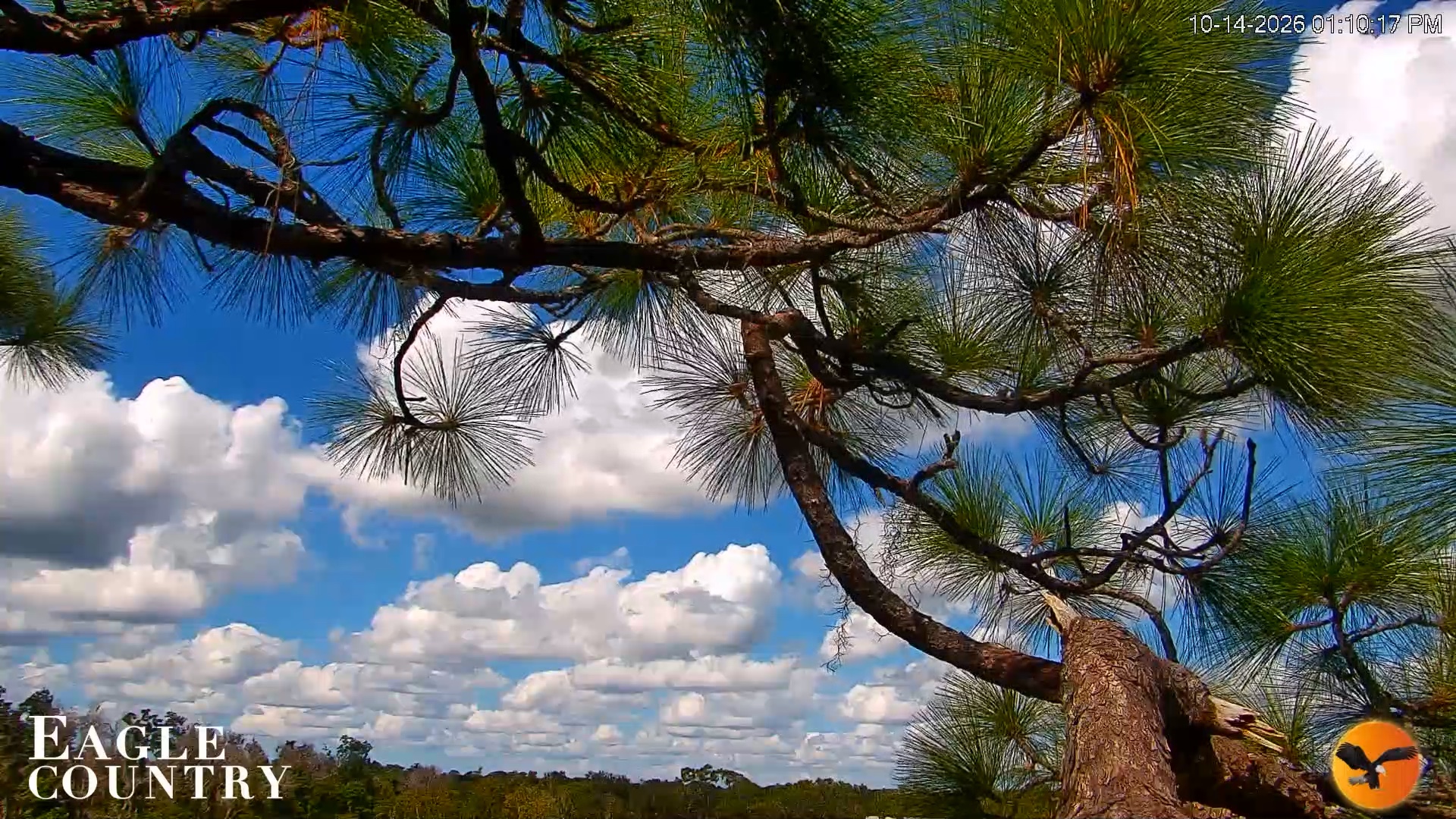 Snapshot of Eagle Country Great Horned Owl Nest Live Cam taken Oct 14, 2026, 1:11pm EDT