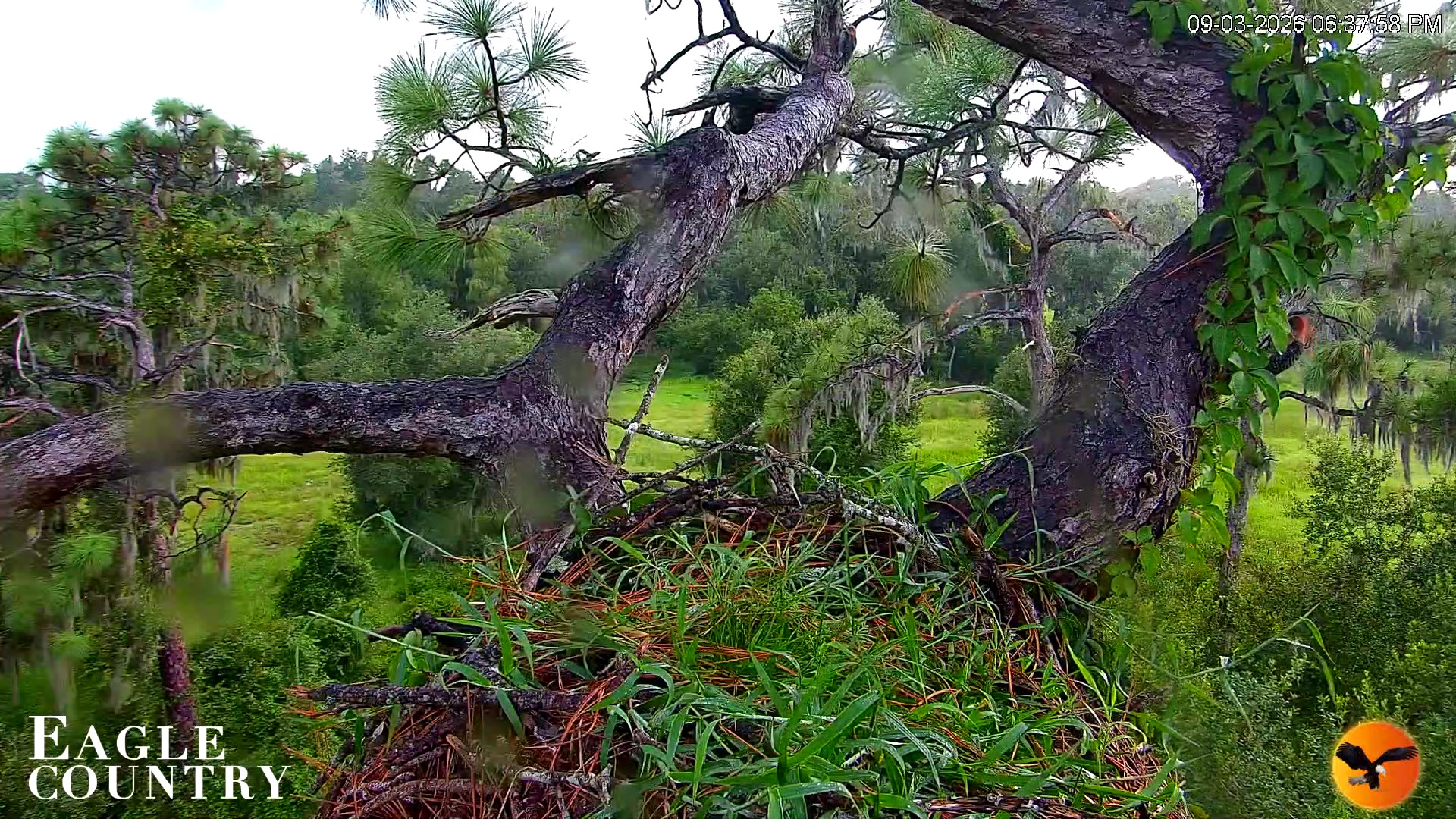 Snapshot of Eagle Country Great Horned Owl Nest Live Cam taken Sep 3, 2026, 6:38pm EDT
