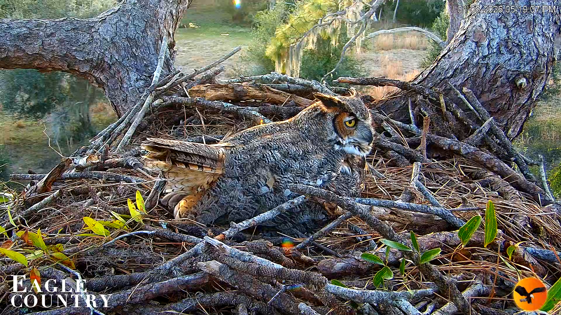 Snapshot of Eagle Country Great Horned Owl Nest Live Cam taken Jan 8, 2026, 5:20pm EST