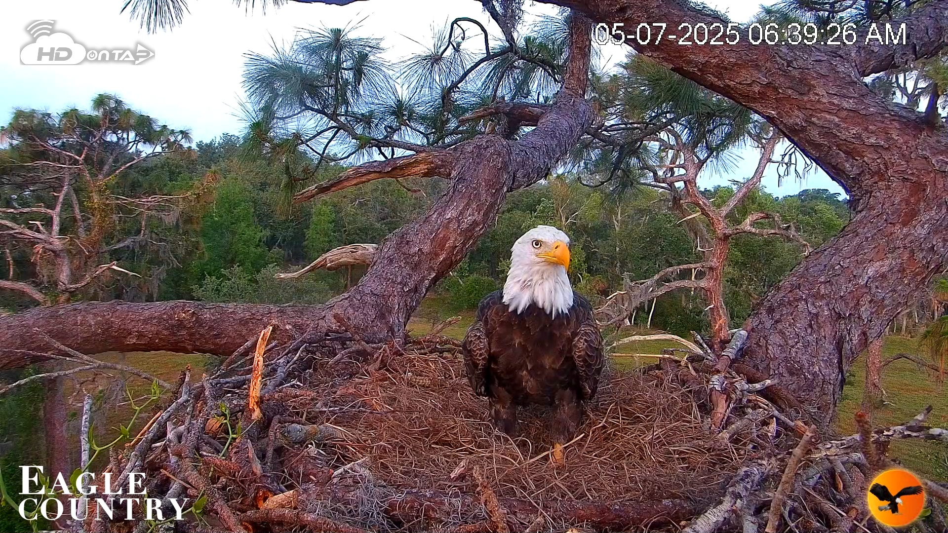 Snapshot of Eagle Country Bald Eagles Live Cam taken May 7, 2025, 6:40am EDT