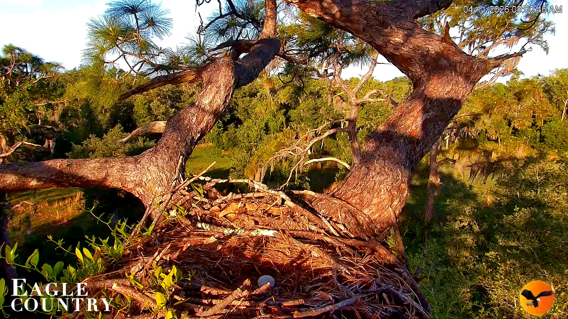 Snapshot of Eagle Country Great Horned Owl Nest Live Cam taken Apr 11, 2026, 8:01am EDT