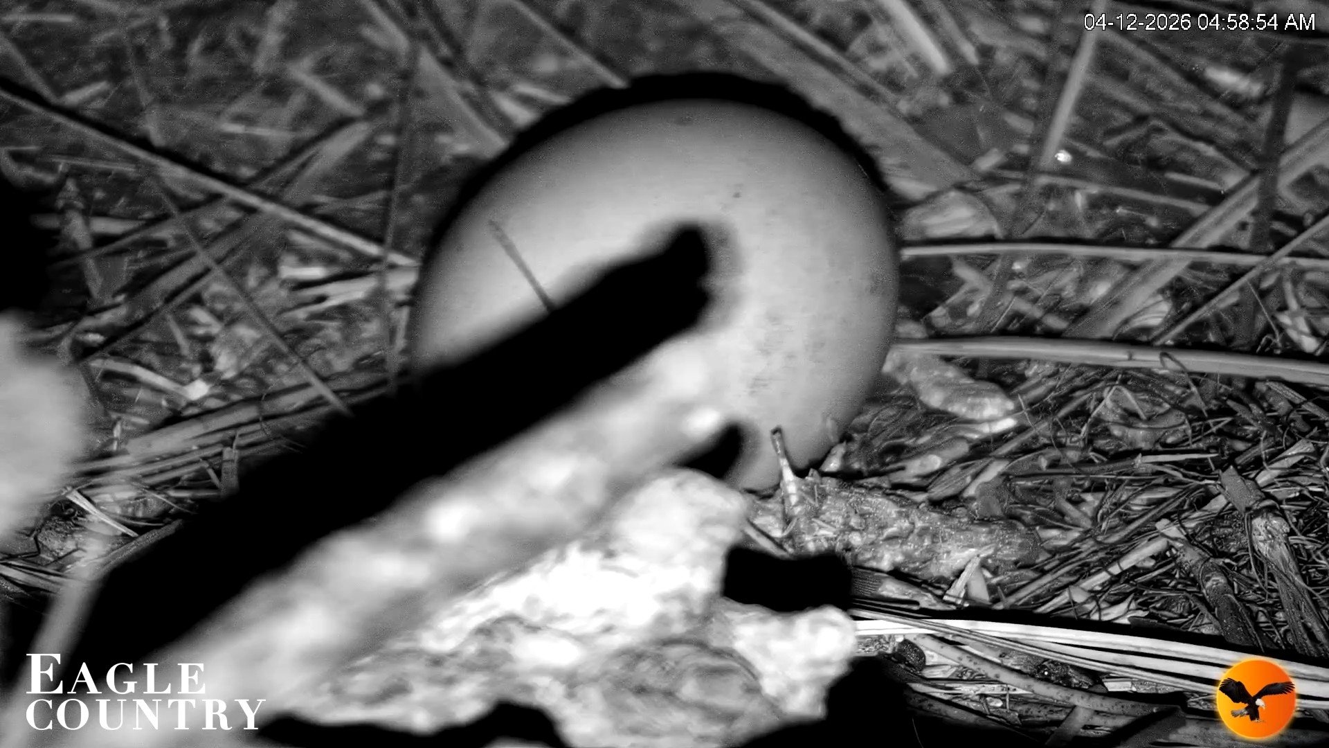 Snapshot of Eagle Country Great Horned Owl Nest Live Cam taken Apr 12, 2026, 8:28am EDT