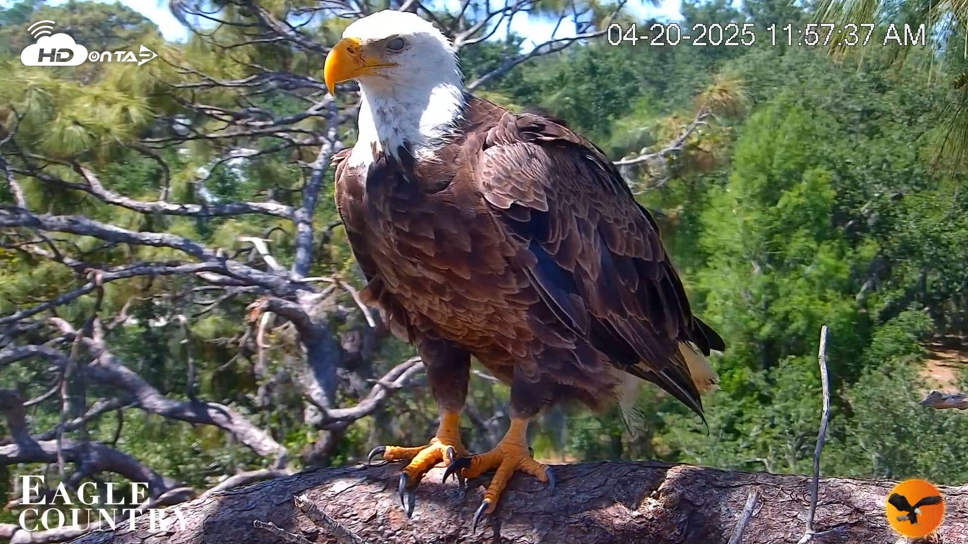 Snapshot of Eagle Country Bald Eagles Live Cam taken Apr 20, 2025, 11:58am EDT