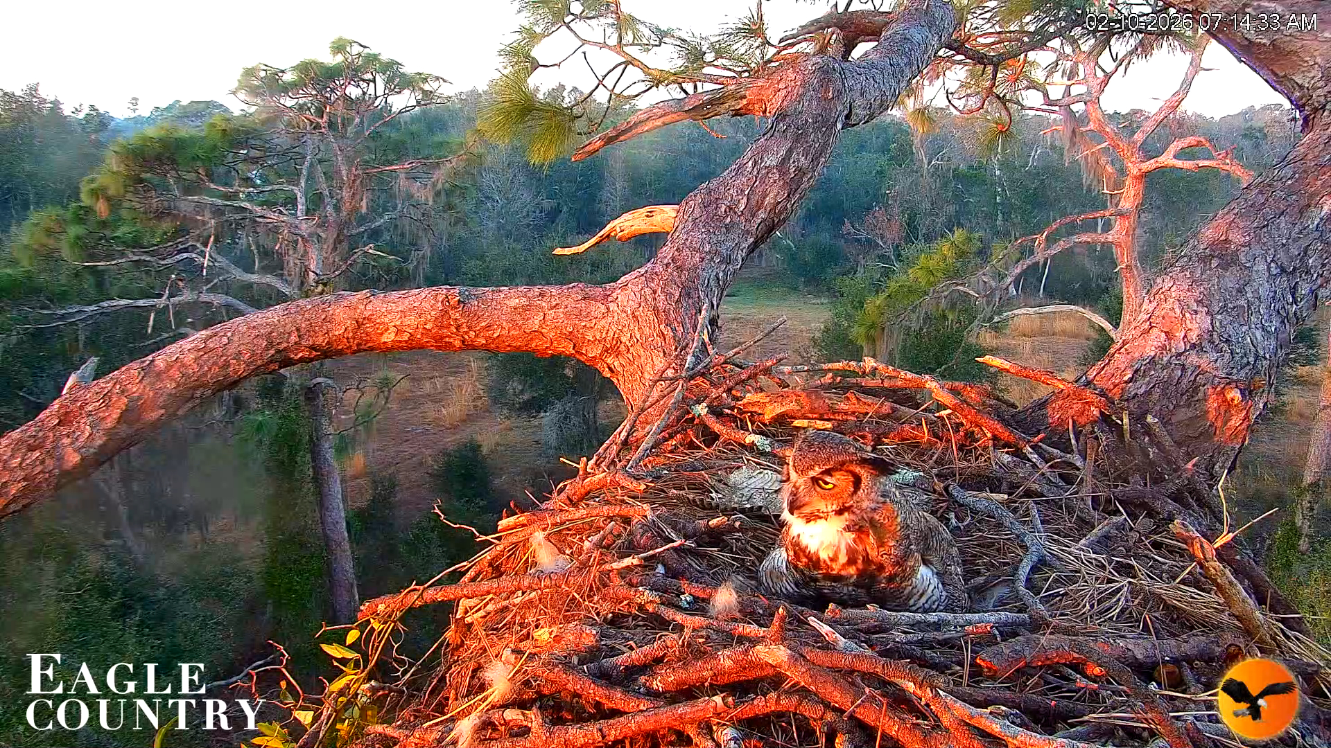 Snapshot of Eagle Country Great Horned Owl Nest Live Cam taken Feb 10, 2026, 7:15am EST