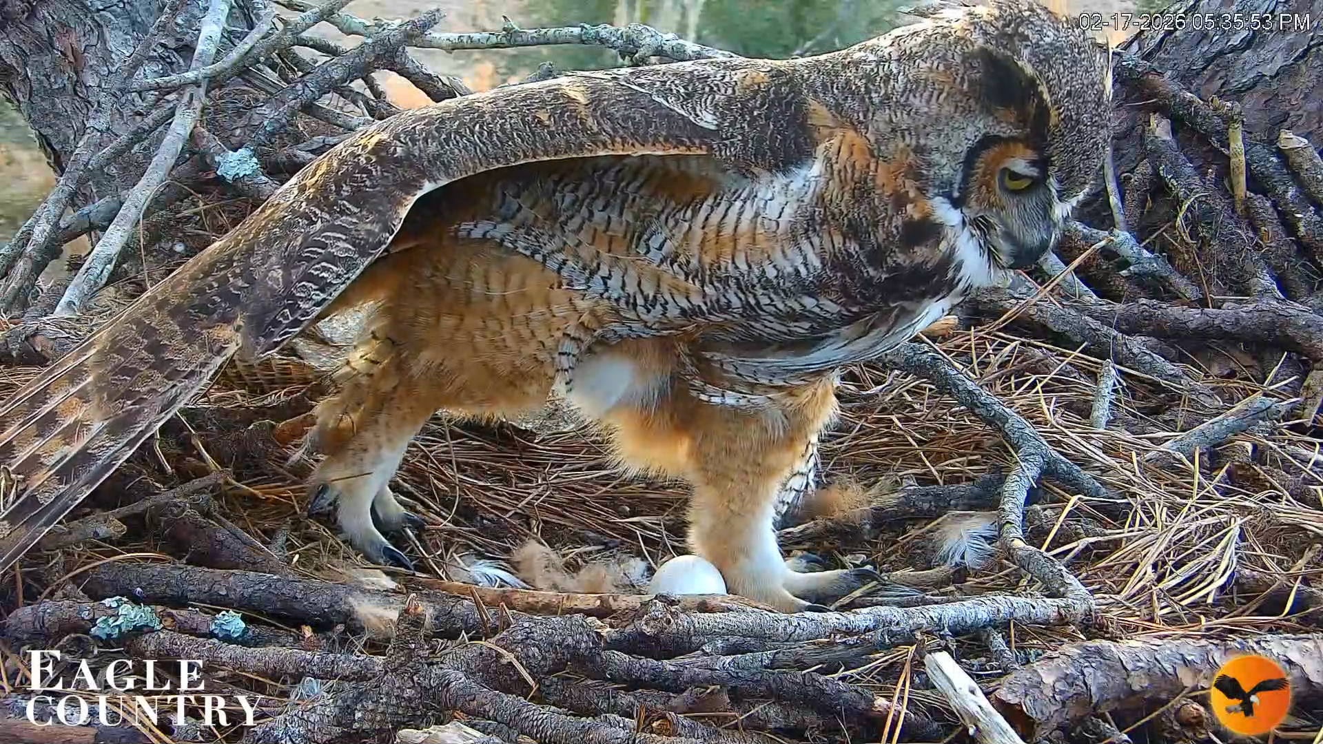 Snapshot of Eagle Country Great Horned Owl Nest Live Cam taken Feb 17, 2026, 5:38pm EST